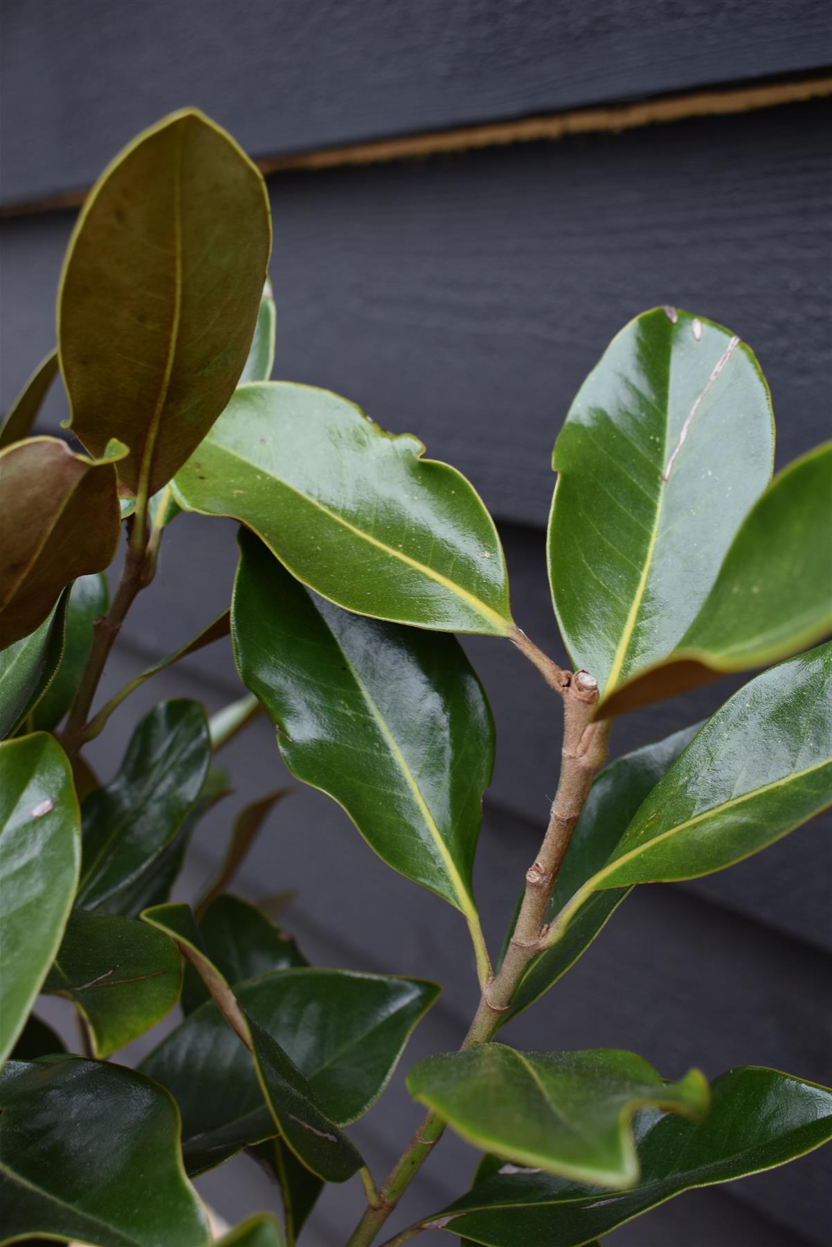 Magnolia Grandiflora Little Gem | Southern Magnolia ‘Little Gem’ - Shrub - Small Tree - Hedging - Height 110-120cm - 5-7lt