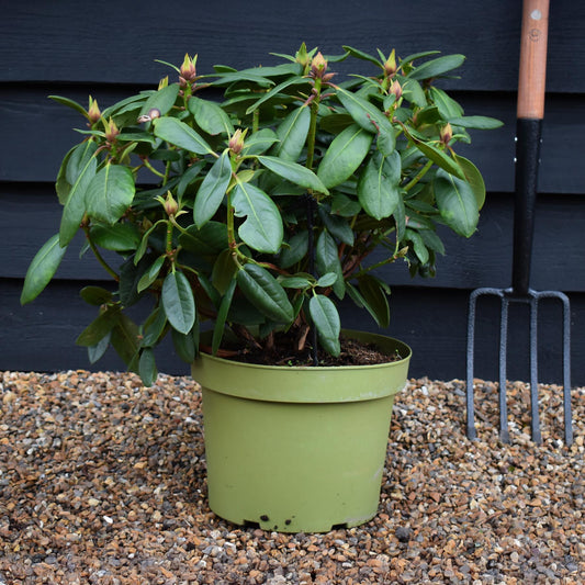 Rhododendron 'Virginia Richards' - Shrub - Height 30-40cm - 10lt