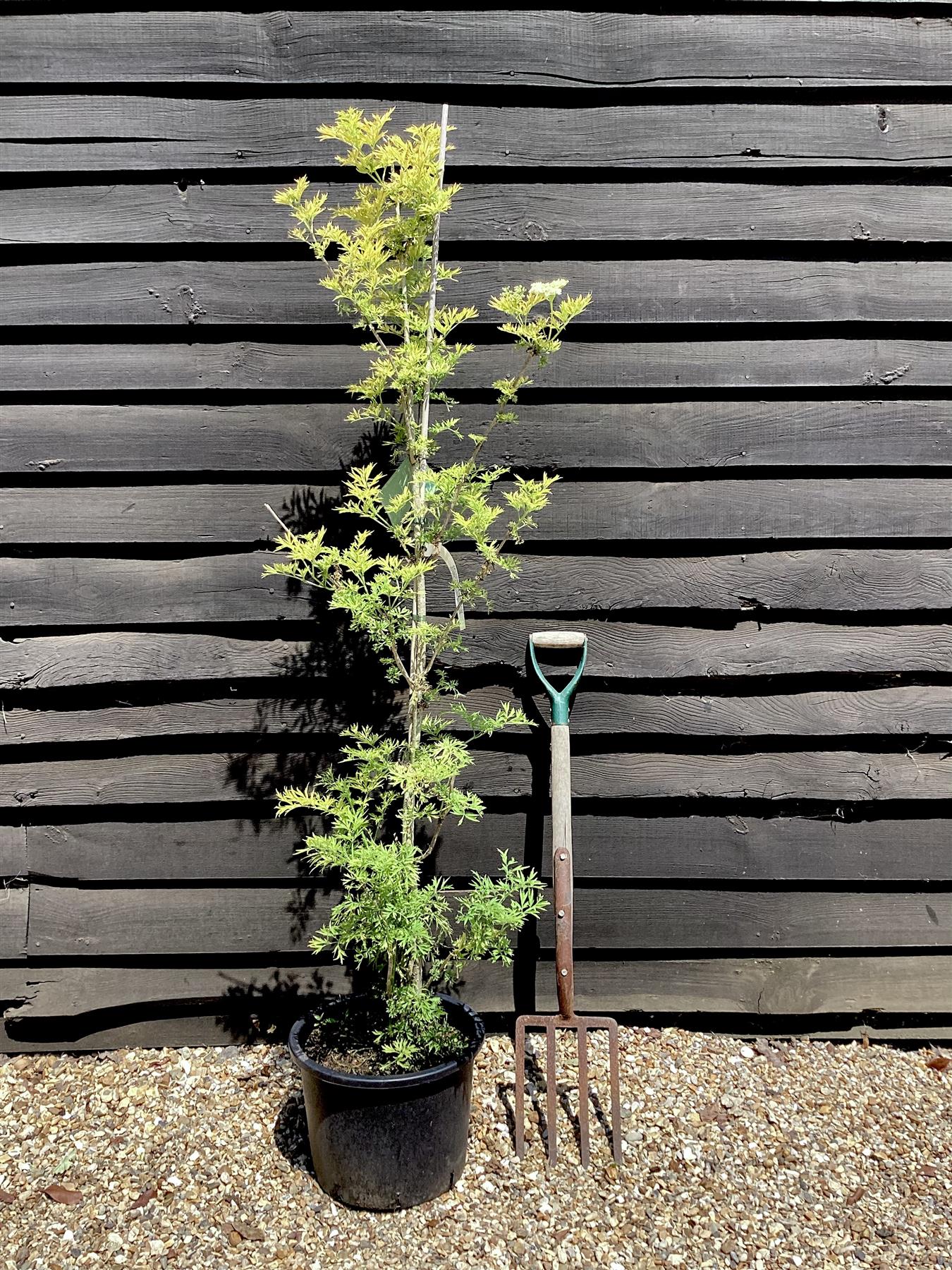 Sambucus Golden Tower - 180-220cm, 20lt