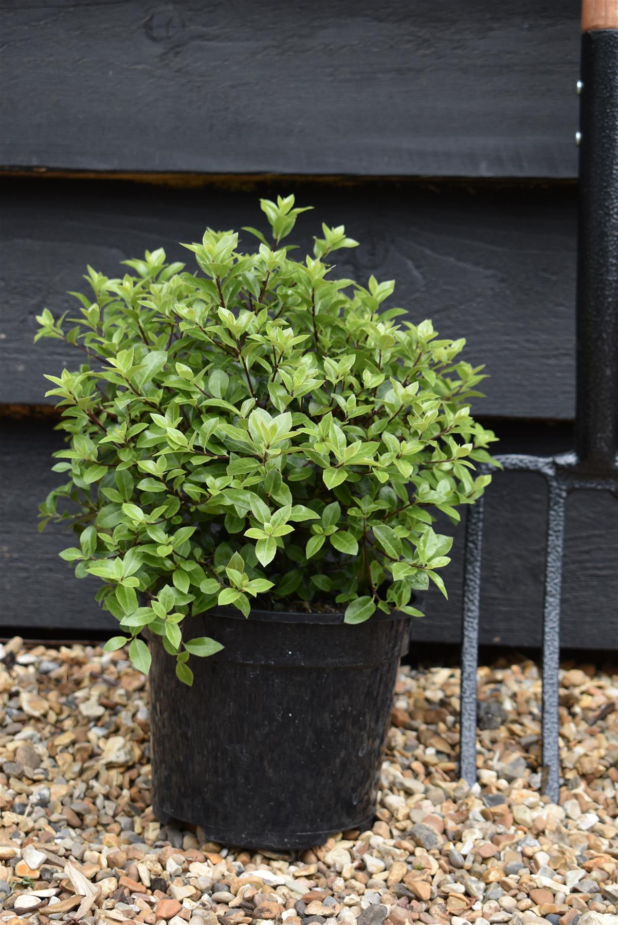 Pittosporum tenuifolium 'Beach Ball' - 15-25cm - 3lt – Arundel Arboretum