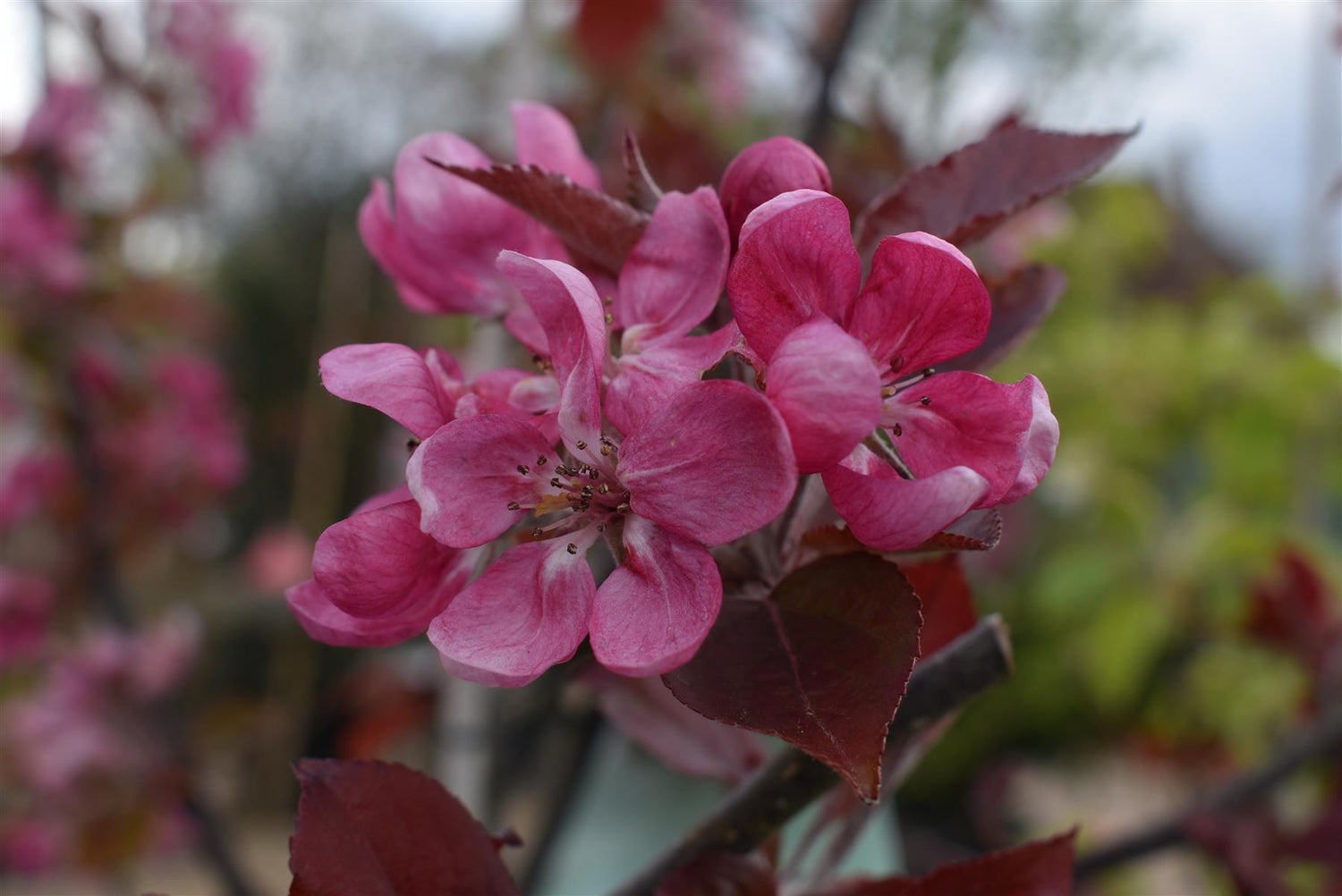 Malus Neville Copeman | Purple Crab Apple Tree, Clear Stem - 200-250cm, 10lt