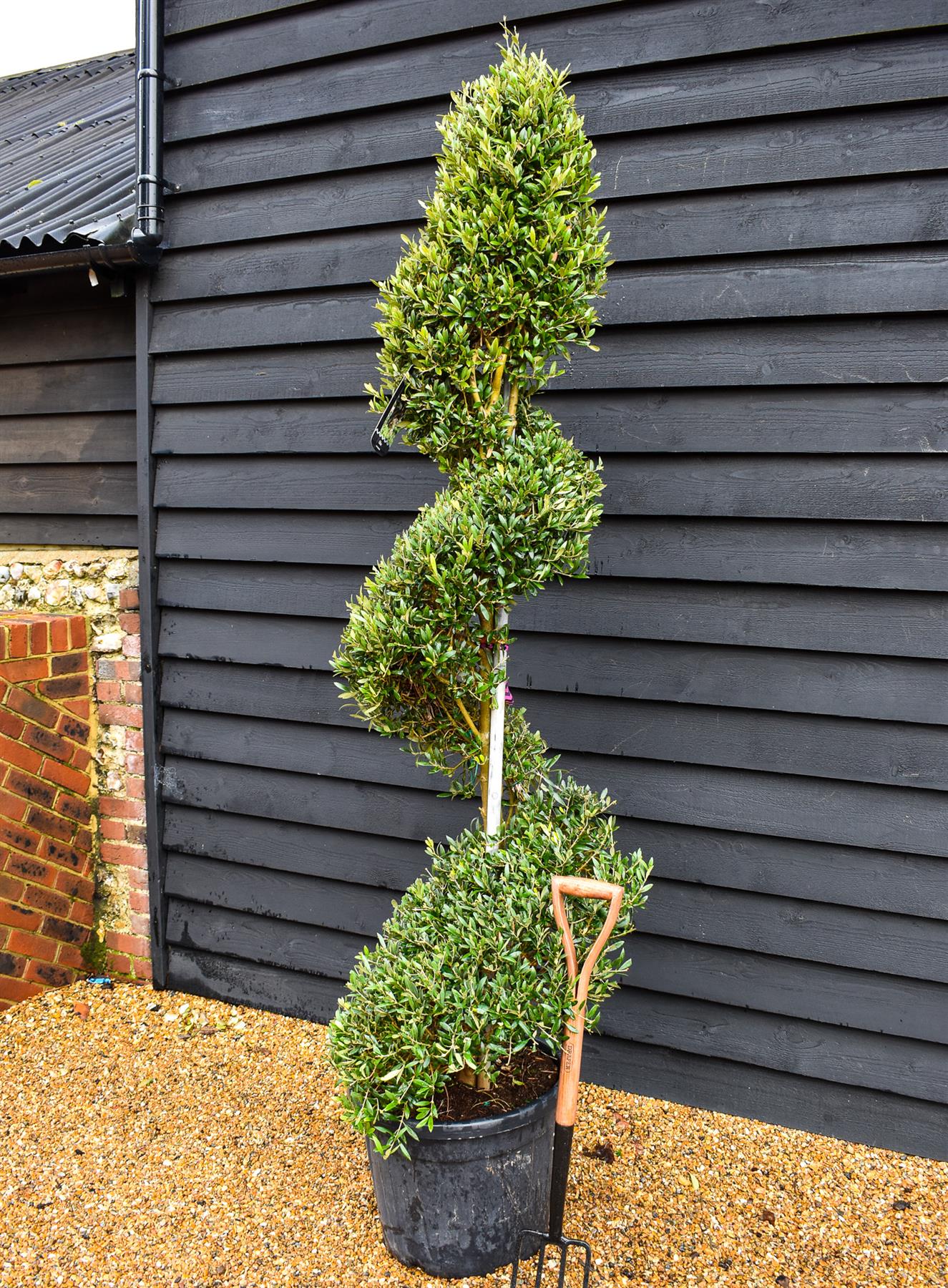 Olive Tree | Olea Europea - Spiral Topiary - Height 220-230 cm - 55lt