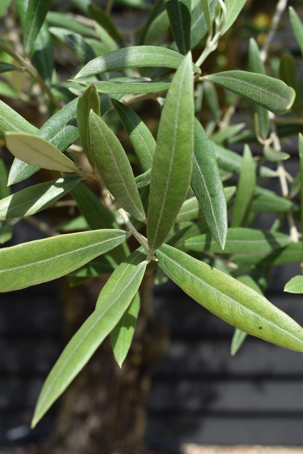 Olive Tree | Olea Europea 1/2 Std Girth 50cm - 210-220cm, 160lt