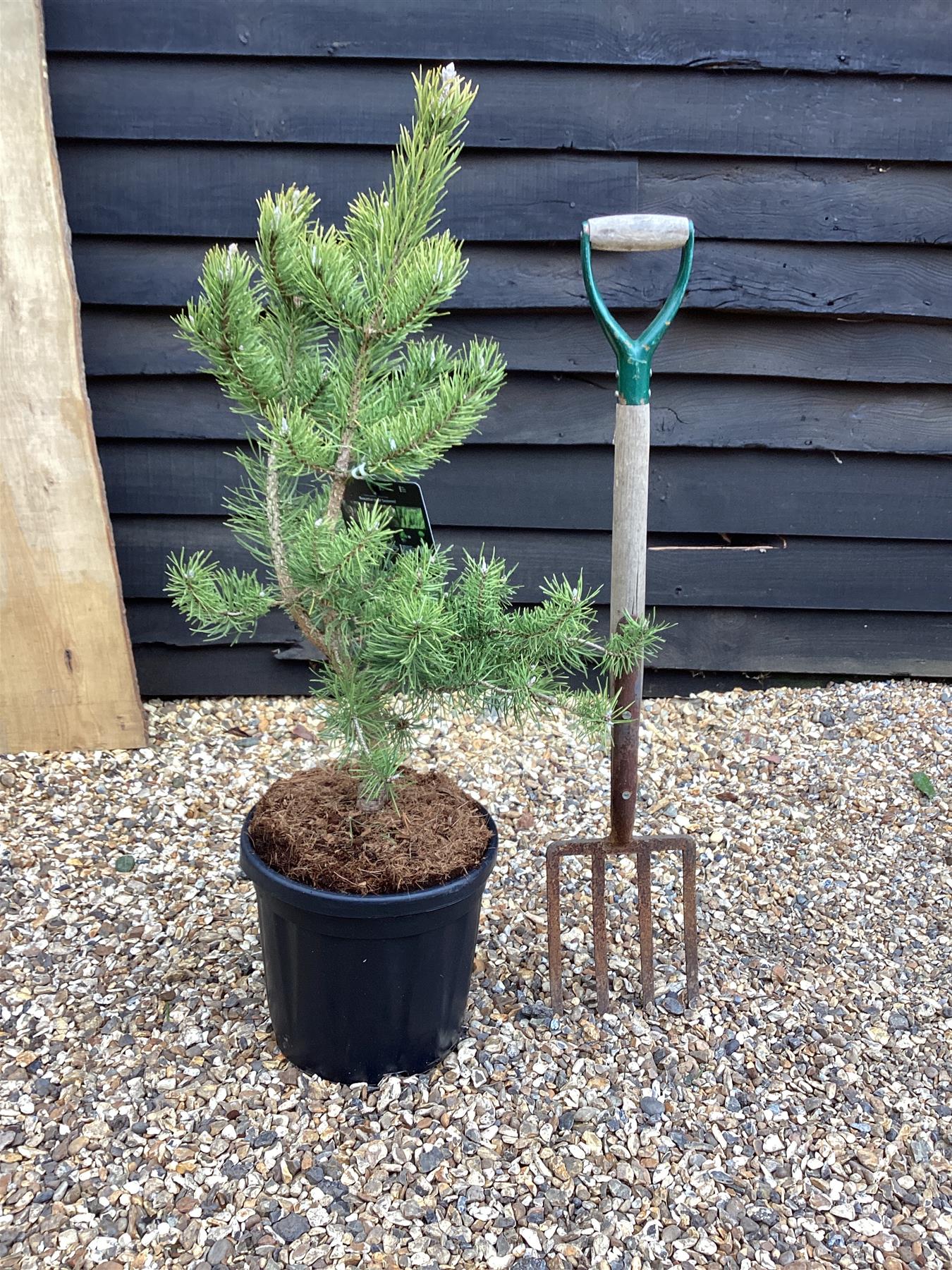 Pinus Banksiana Kimmenholz | Pinus banksiana 'Kimmenholz' Jack Pine - Height 85cm - Width 60-70cm - 18lt