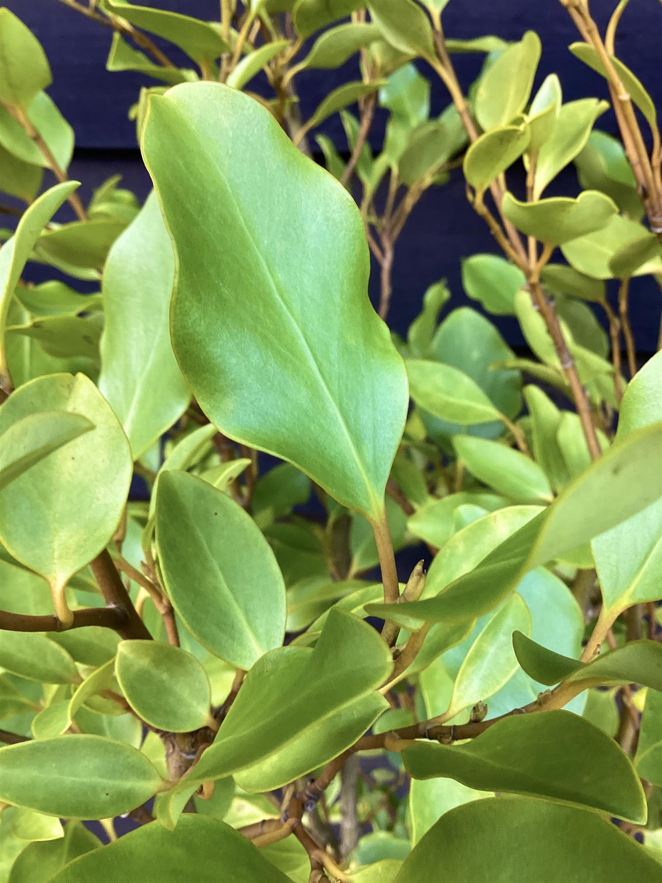 Griselinia littoralis | New Zealand Broadleaf - 100-140cm, 15lt