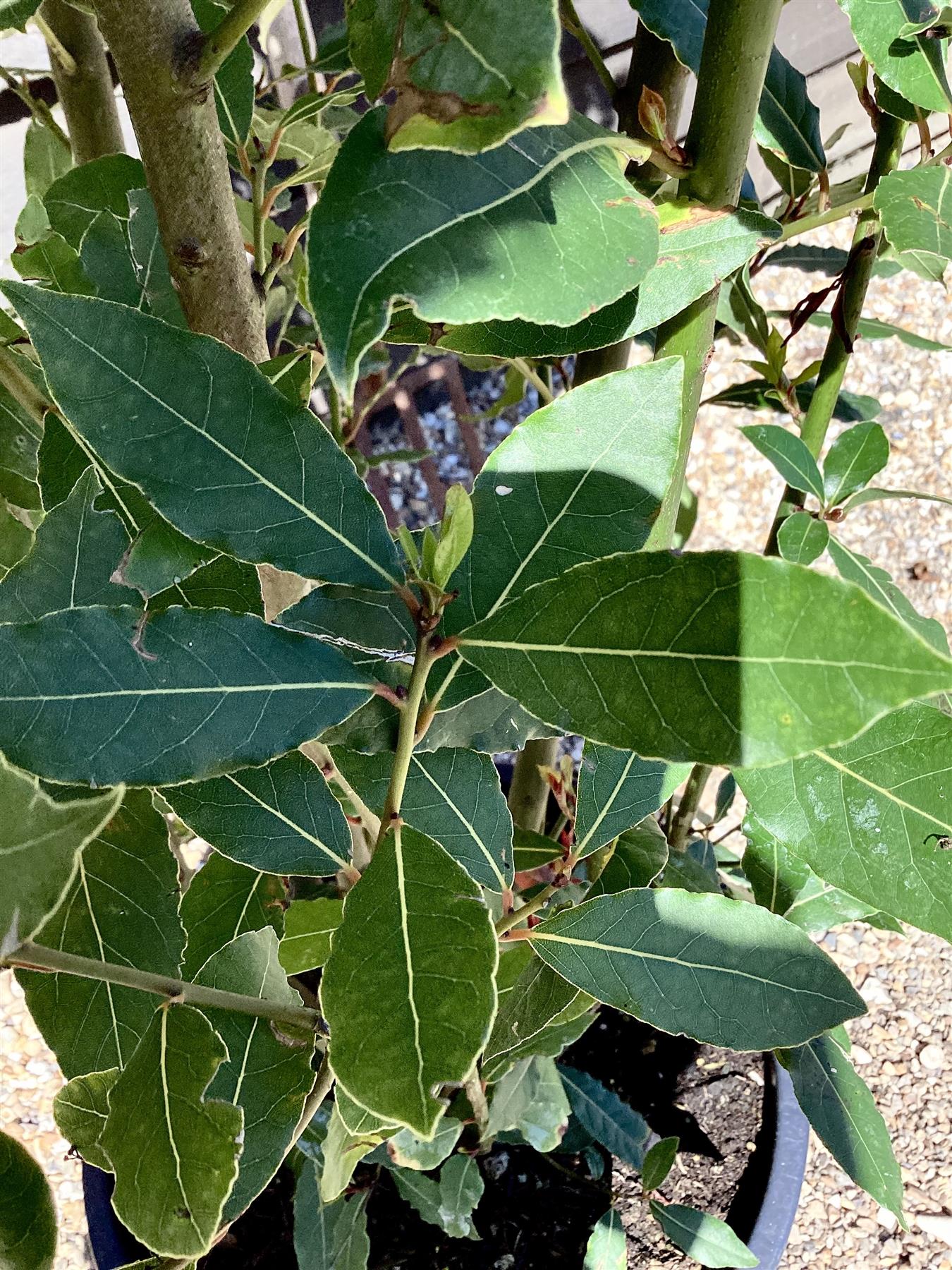 Laurus nobilis | Bay laurel - 220-300cm, 40lt