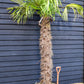 Windmill palm | Trachycarpus fortunei - Stem 170-180cm - Height 240-260cm - 90lt