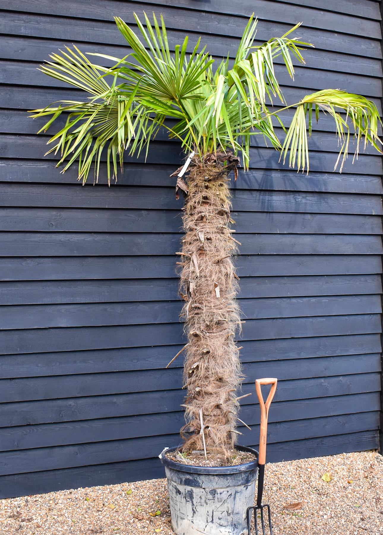 Windmill palm | Trachycarpus fortunei - Stem 170-180cm - Height 240-260cm - 90lt