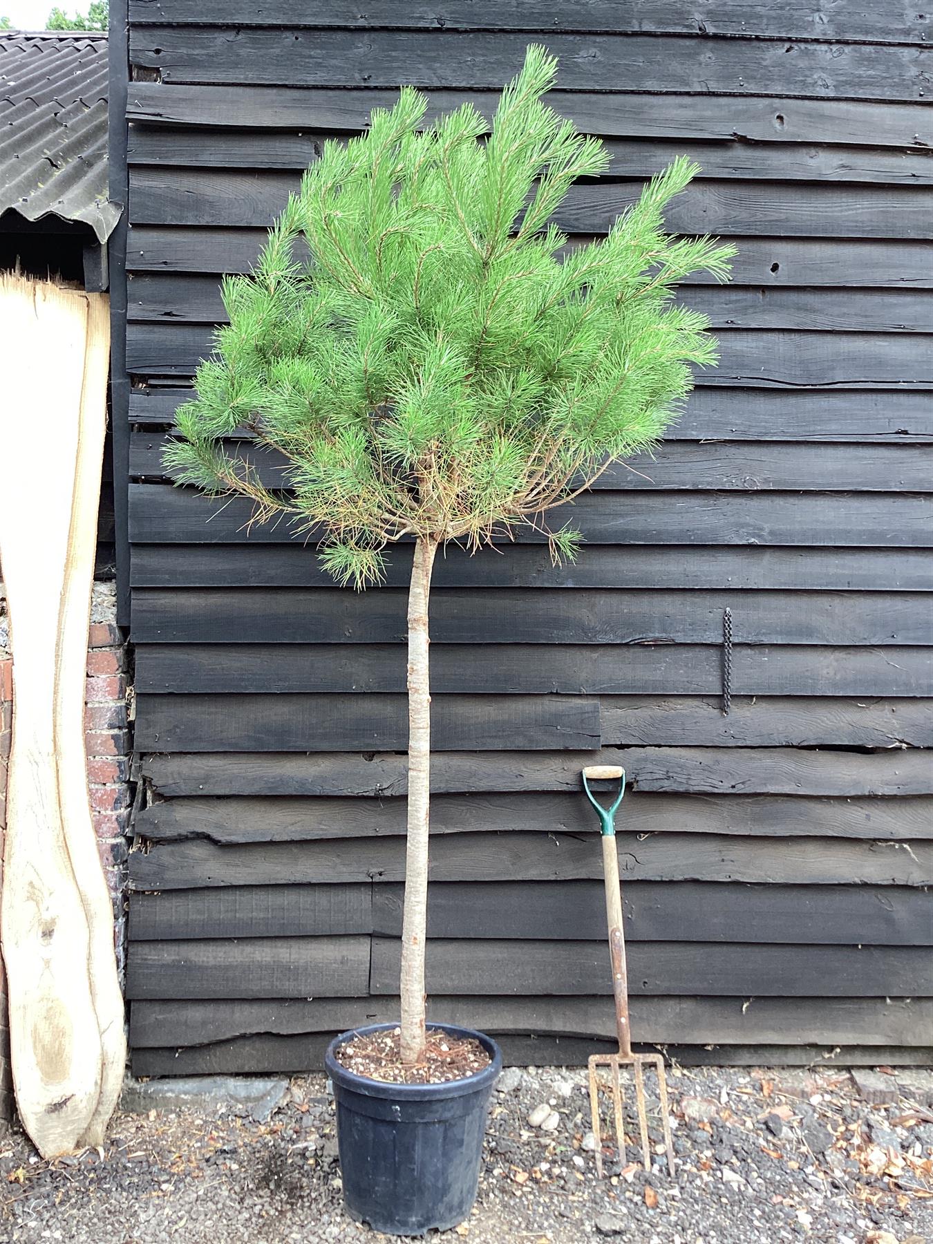 Pinus sylvestris 'Nana' - 20lt