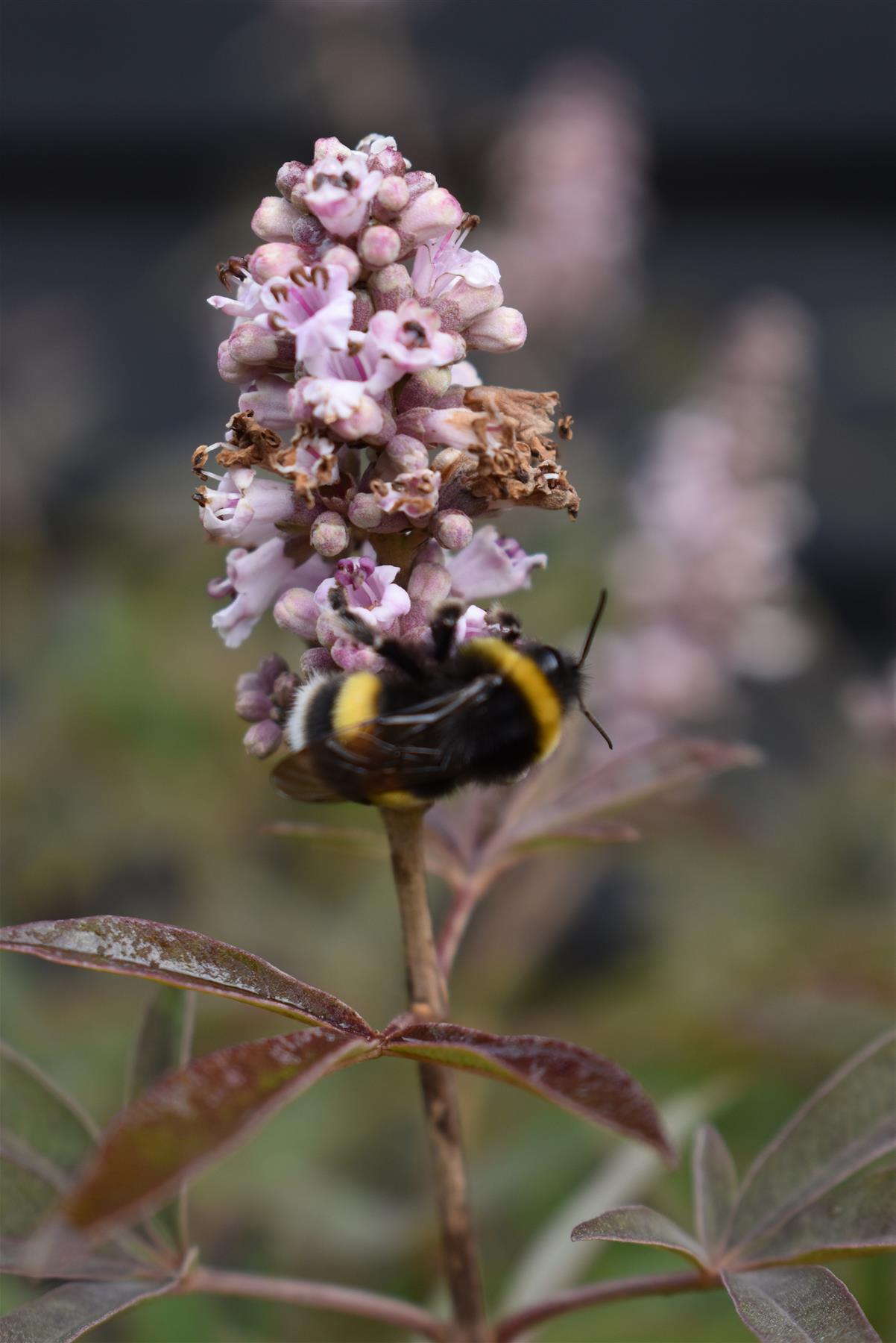 Vitex agnus-castus | Chaste tree (light pink flowers) - Height 125-140cm -  55lt