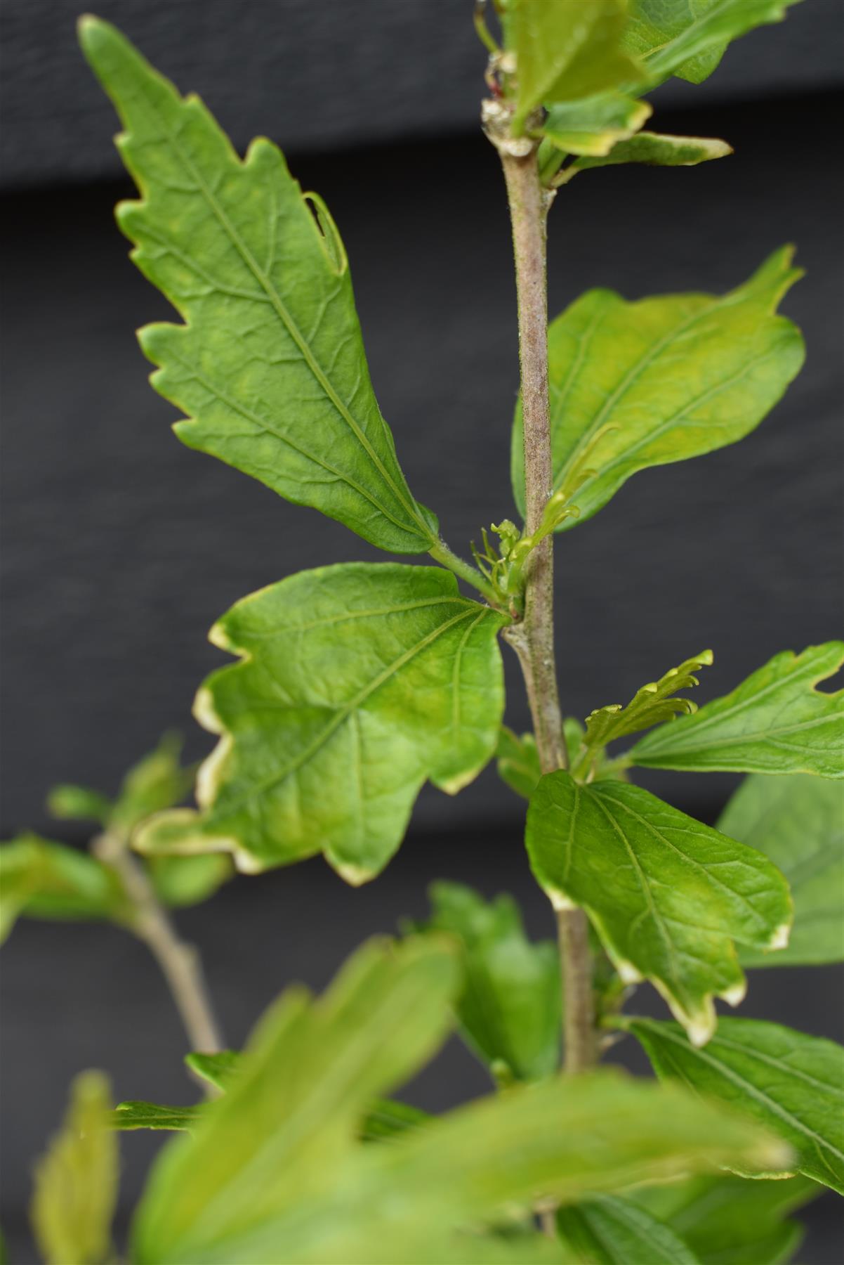 Hibiscus syriacus 'Leopoldii' | Rose of Sharon 'Leopoldii' - 50-60cm, 10lt