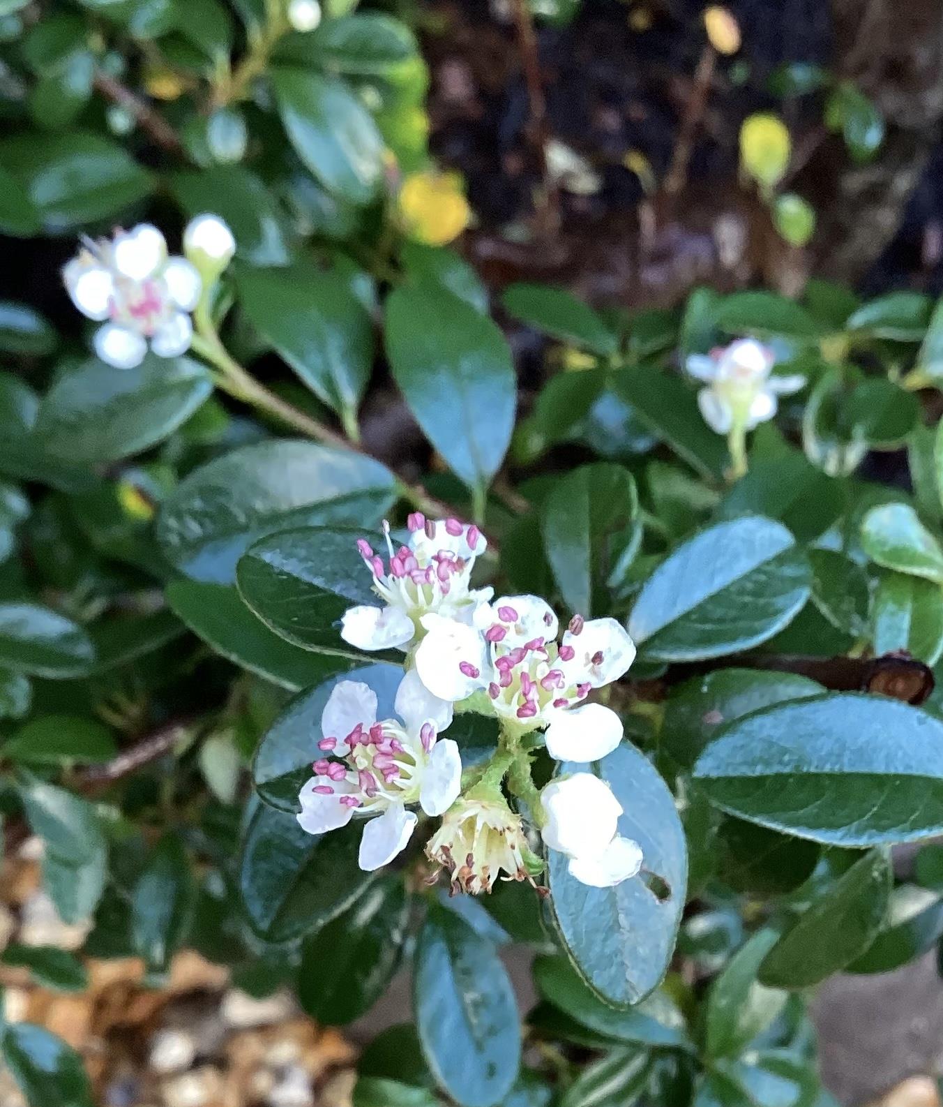 Cotoneaster 'Skogholm' - 50-80cm, 10lt