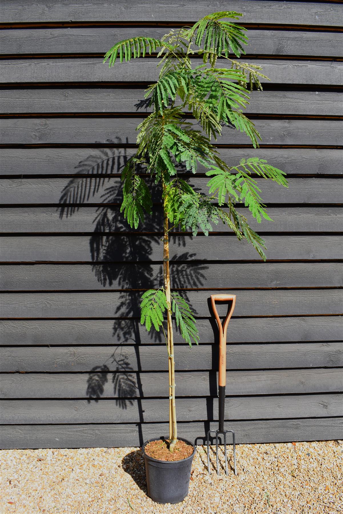 Albizia Julibrissin Evey's Pride | Silk Tree - Height 190-220cm - 12lt