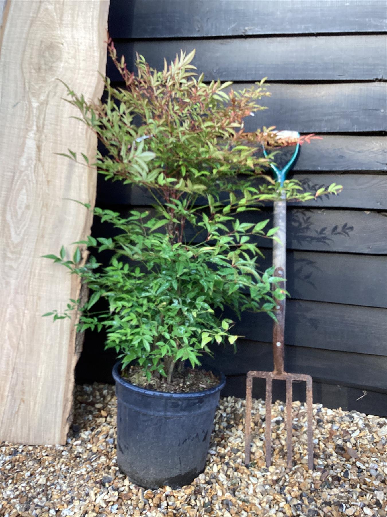 Nandina domestica | Heavenly Bamboo - 50-60cm, 20lt