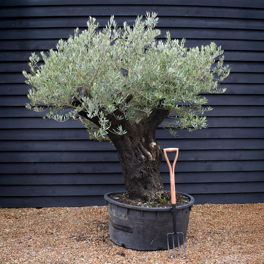 Olive Tree | Olea Europea - Specimen - Leaning double branch gnarly - Trunk height 80cm - Height 170cm - Girth 125cm - 240lt