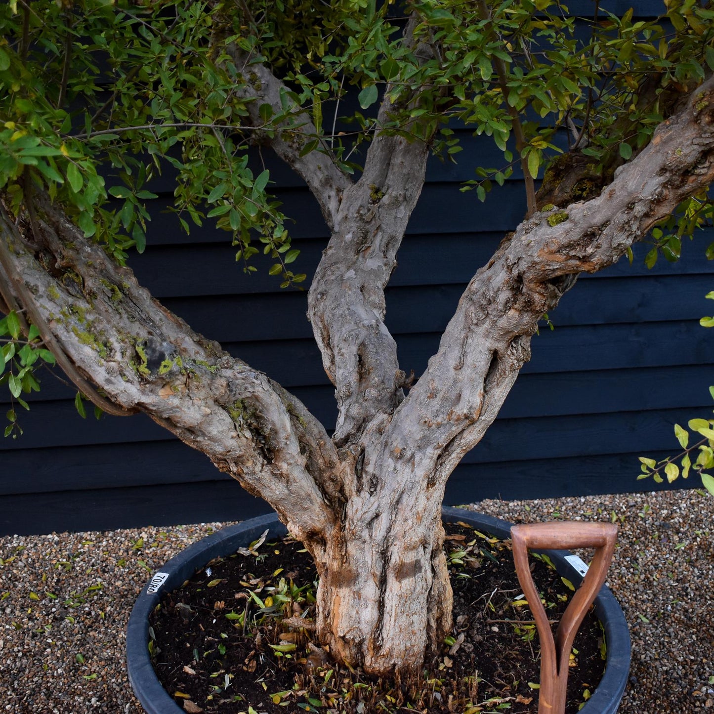 Pomegranate | Punica granatum - Mature Specimen - 3 Branches - Height 240-280cm - 350lt