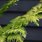 Chamaecyparis lawsoniana 'Ivonne' | False cypress 'Ivonne' - 150-160cm - 20lt