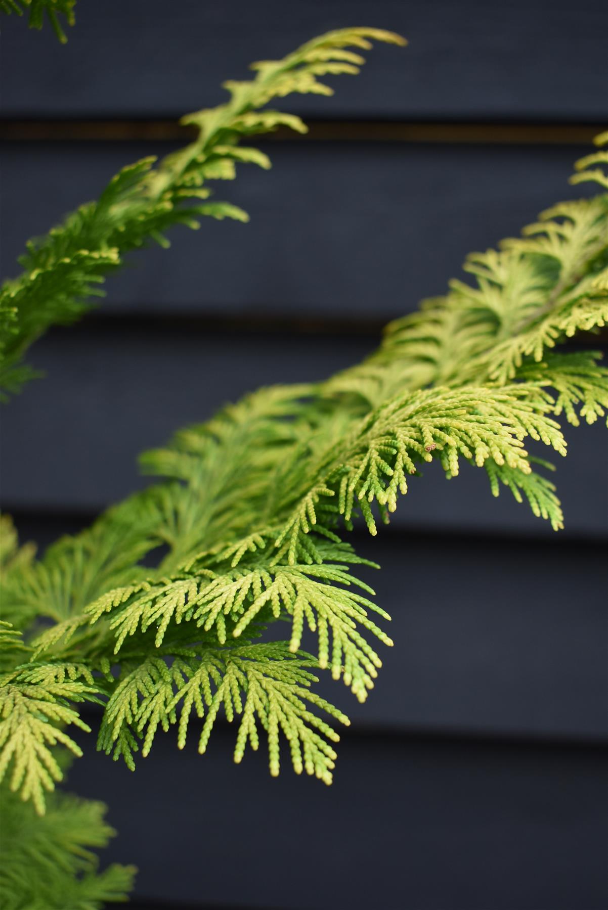 Chamaecyparis lawsoniana 'Ivonne' | False cypress 'Ivonne' - 150-160cm - 20lt