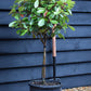 Photinia x fraseri Red Robin | Christmas berry - Small Tree/Shrub - Clear ministem 40cm - Height 80-90cm - 7lt