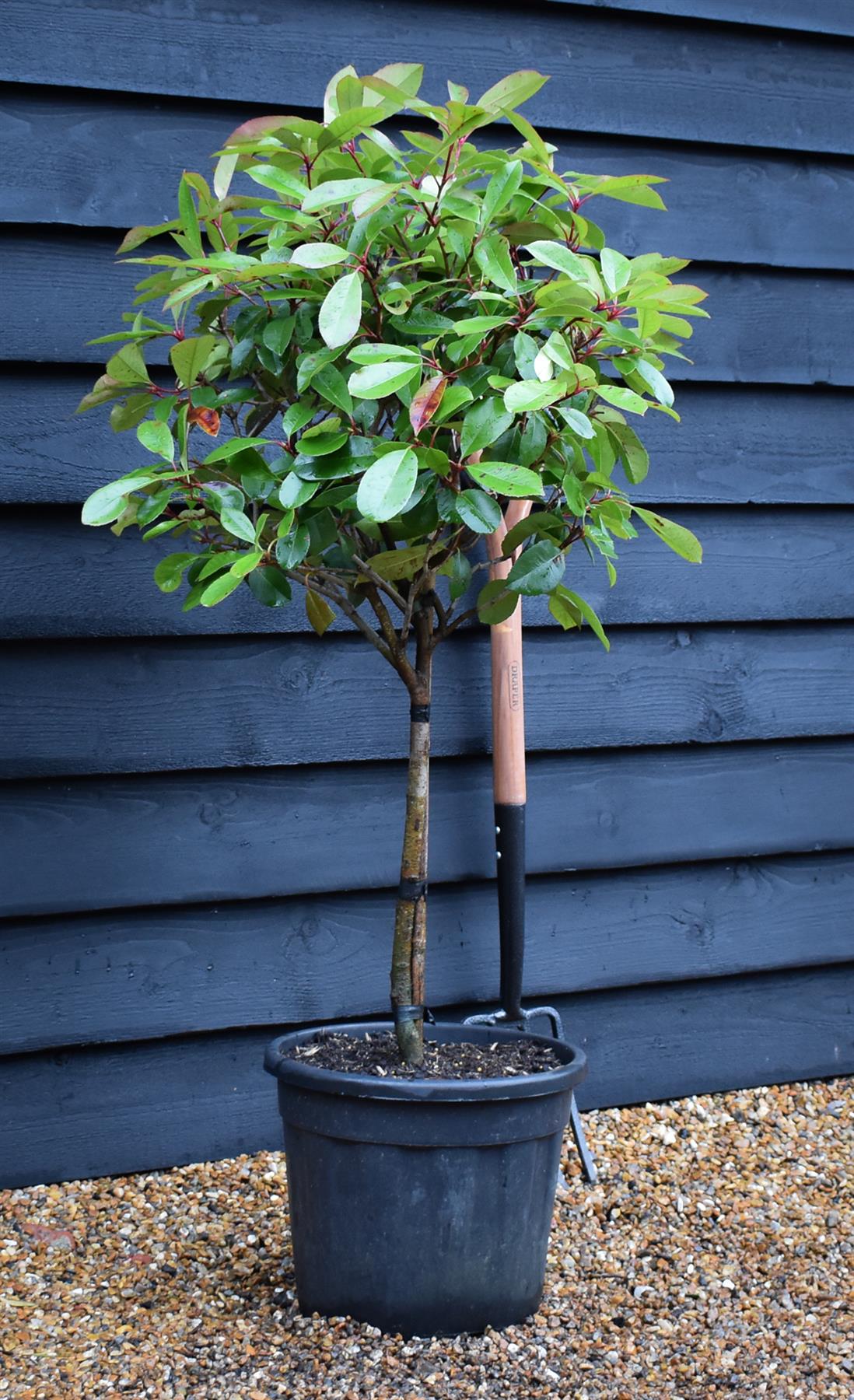 Photinia x fraseri Red Robin | Christmas berry - Small Tree/Shrub - Clear ministem 40cm - Height 80-90cm - 7lt