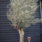 Olive Tree | Olea Europea - Specimen - Twisted Trunk - Bowl 90lt