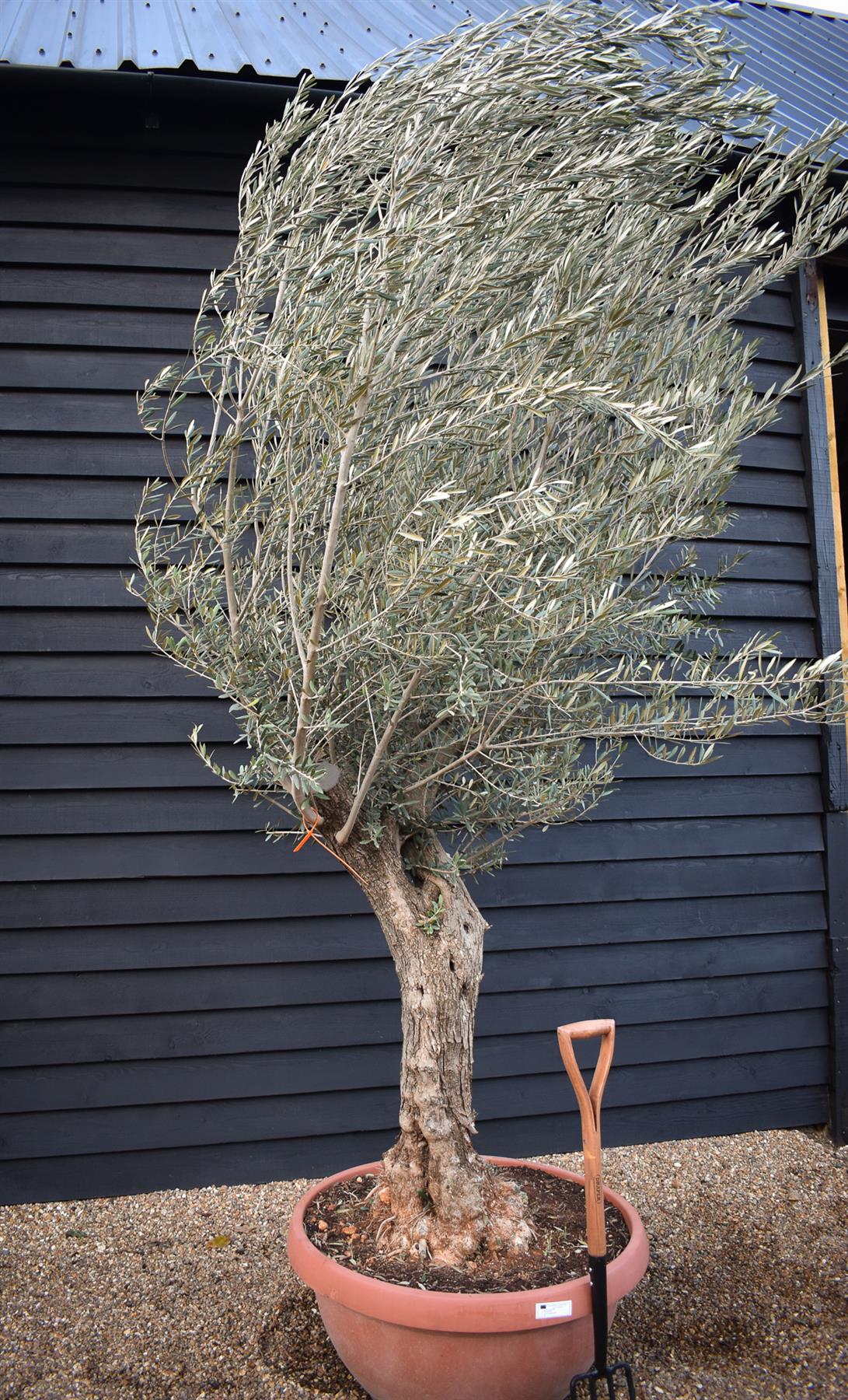 Olive Tree | Olea Europea - Specimen - Twisted Trunk - Bowl 90lt