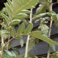 Sorbus thuringiaca ‘Fastigiata’| Fastigiate Whitebeam - Clear Stem - Standard - Girth 8-10cm - Height 290-320cm - 70lt