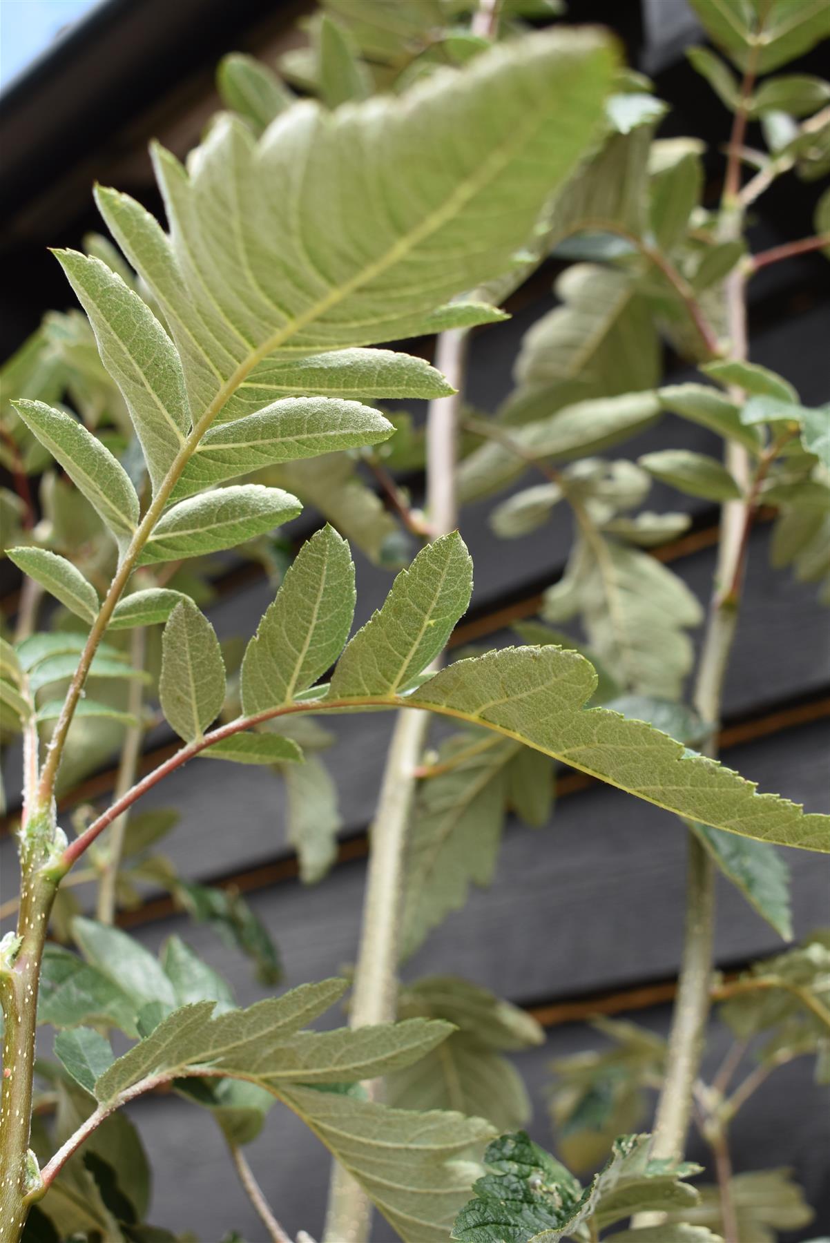 Sorbus thuringiaca ‘Fastigiata’| Fastigiate Whitebeam - Clear Stem - Standard - Girth 8-10cm - Height 290-320cm - 70lt