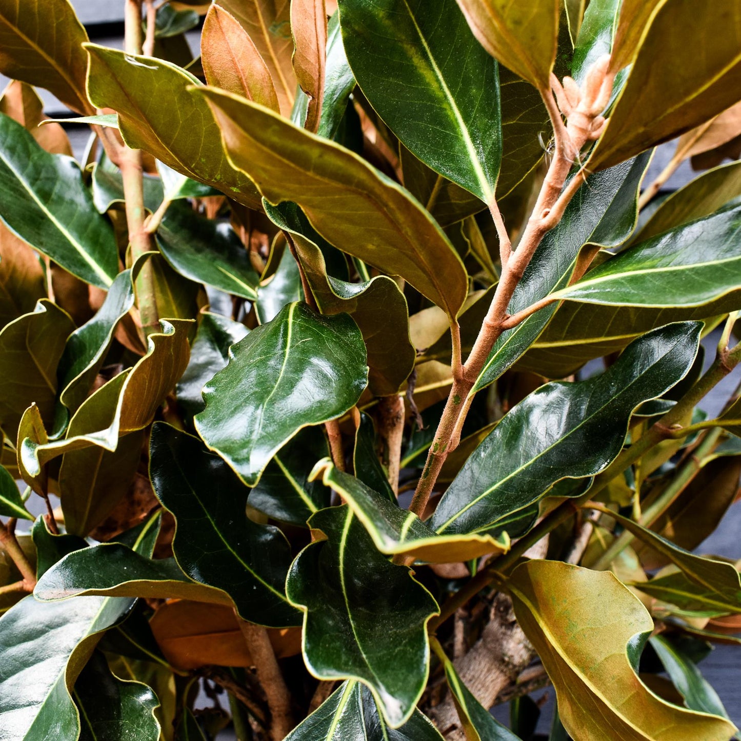 Magnolia grandiflora Little Gem | Southern Magnolia ‘Little Gem’ - Stem 150cm - Height 230-250cm - 45lt