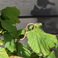 Corylus avellana 'Contorta' | Corkscrew Hazel - 70-100cm - 10lt