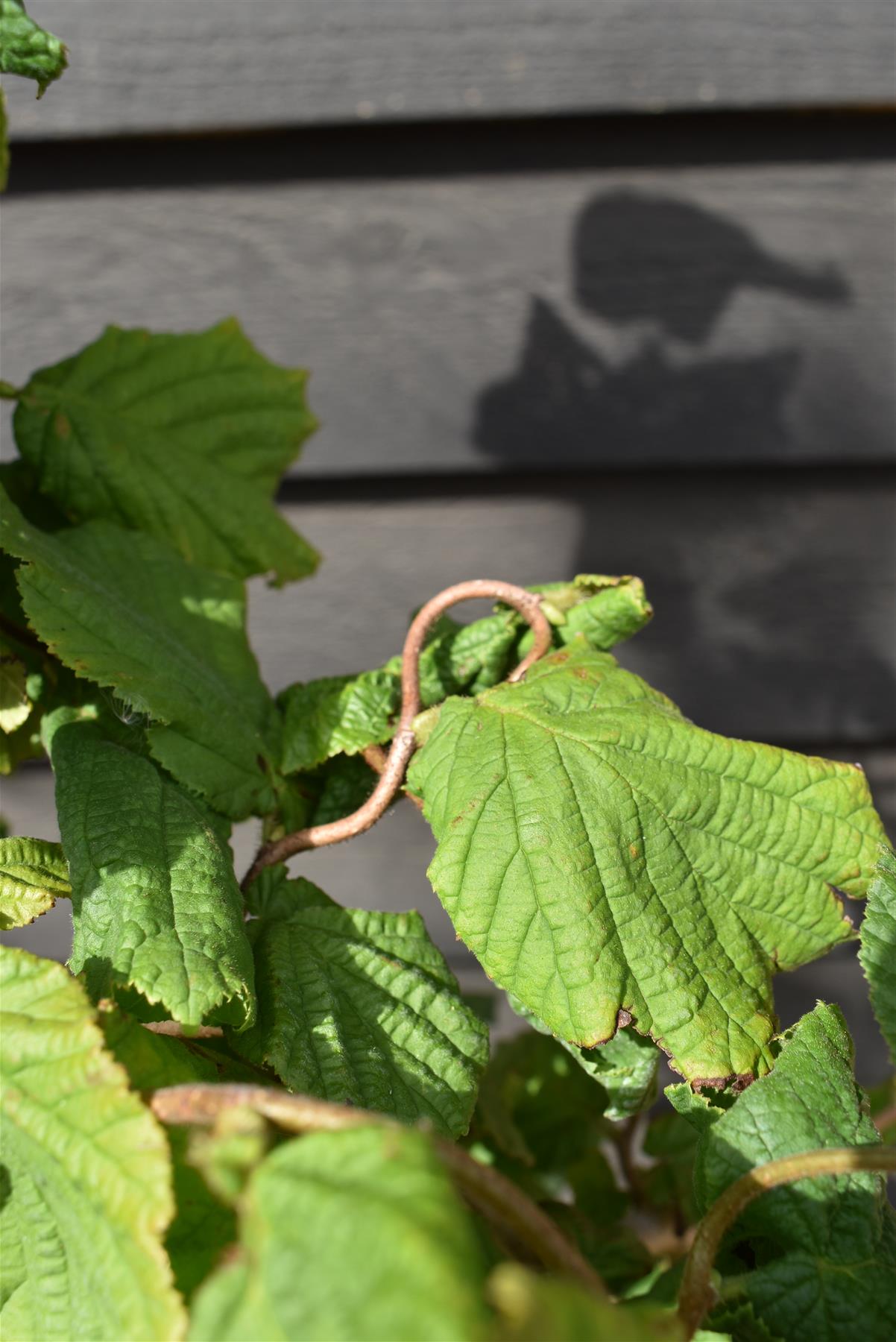 Corylus avellana 'Contorta' | Corkscrew Hazel - 70-100cm - 10lt