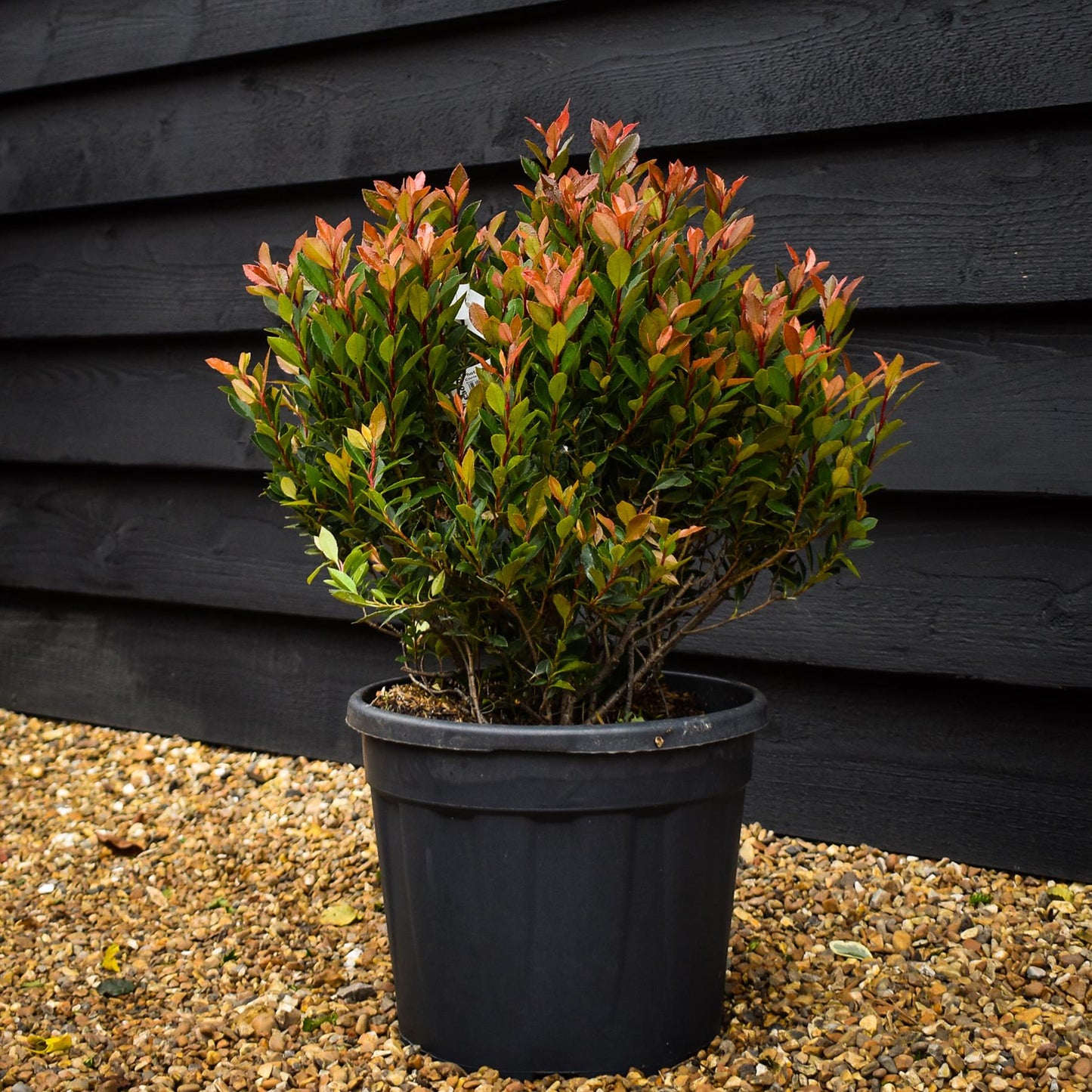 Photinia fraseri Chico - Bush - Height 40-50cm - 9lt