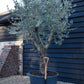 Olive Tree |  Olea Europea - Specimen - Straight triple branch - Trunk Height 70cm - Height 200cm - Girth 50cm - 160lt