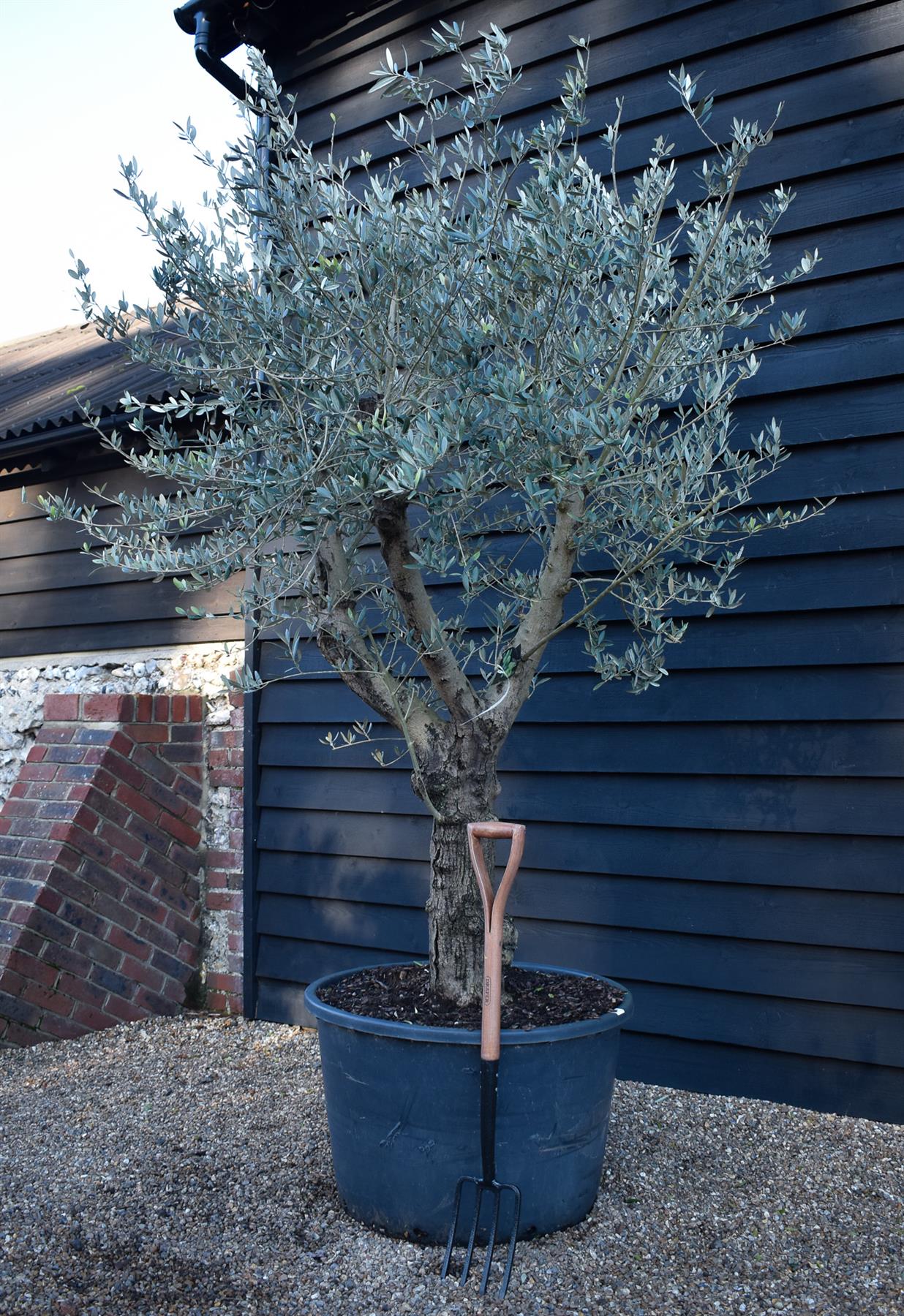 Olive Tree |  Olea Europea - Specimen - Straight triple branch - Trunk Height 70cm - Height 200cm - Girth 50cm - 160lt