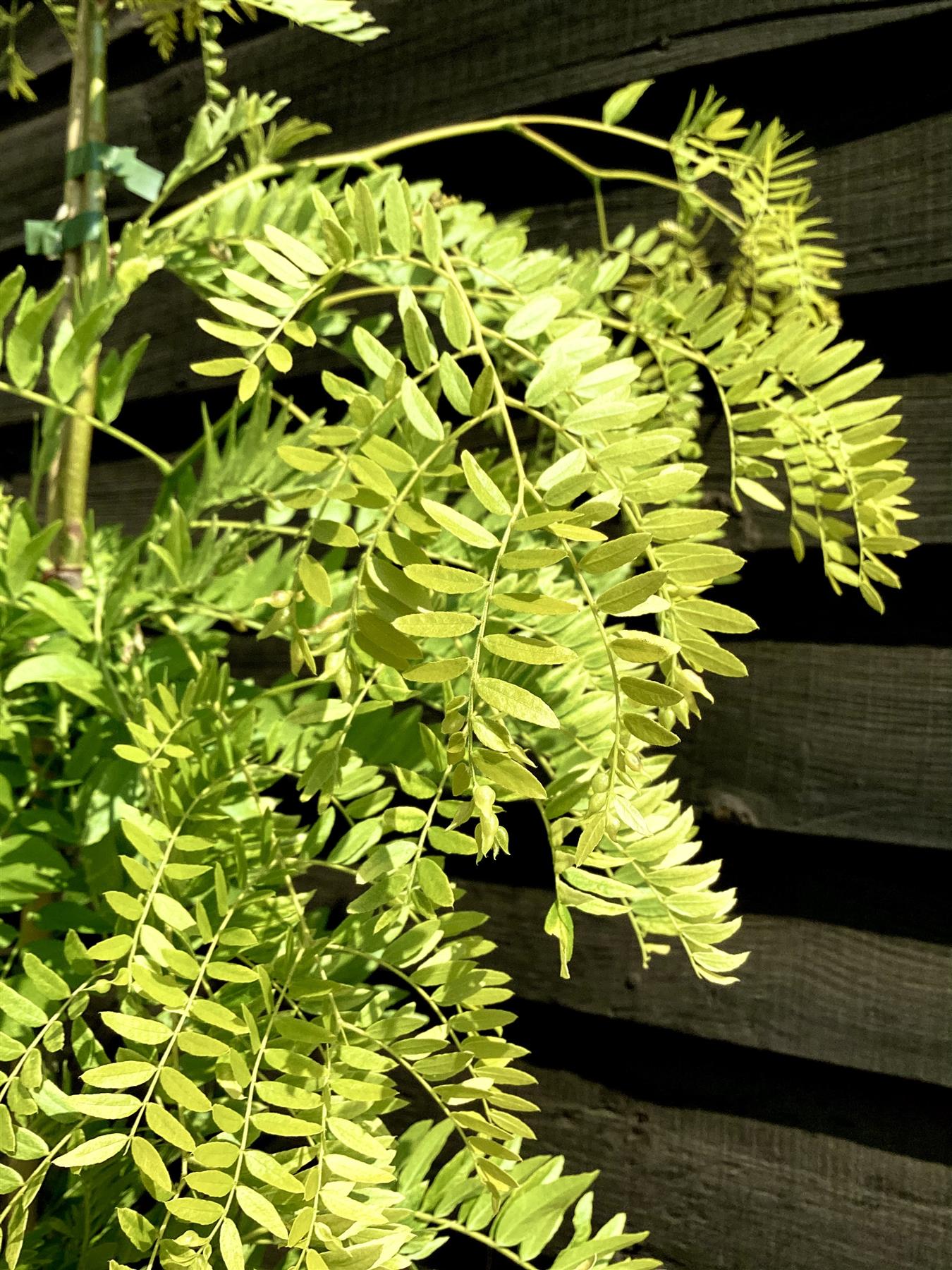 Gleditsia triacanthos Sunburst | Honey Locust 'Sunburst' - Height 140-180cm, 10lt