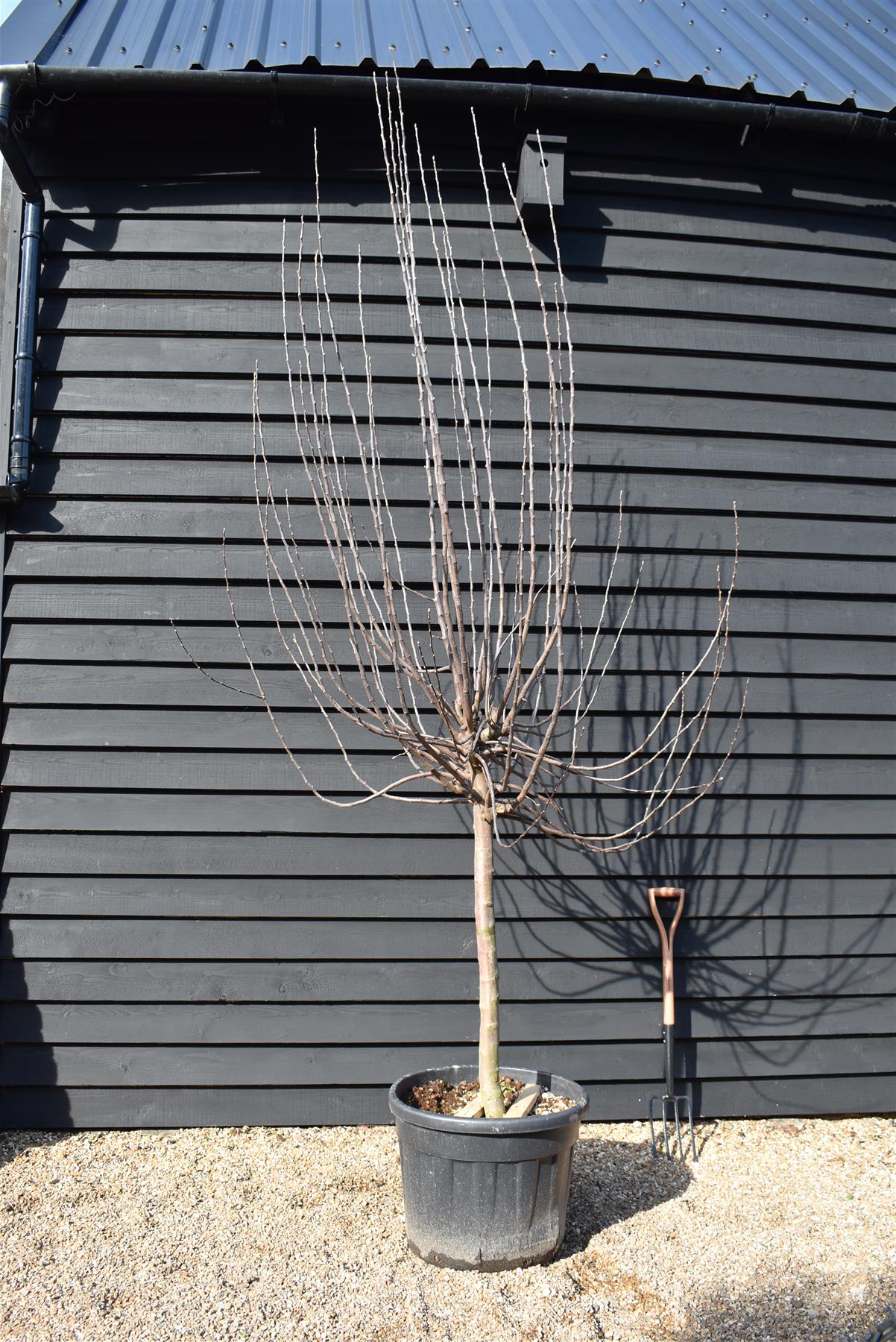 Apple tree - Malus Domestica 'Starking' (Red Delicious) - Girth - 16-18cm - Height 280-290cm - 70lt