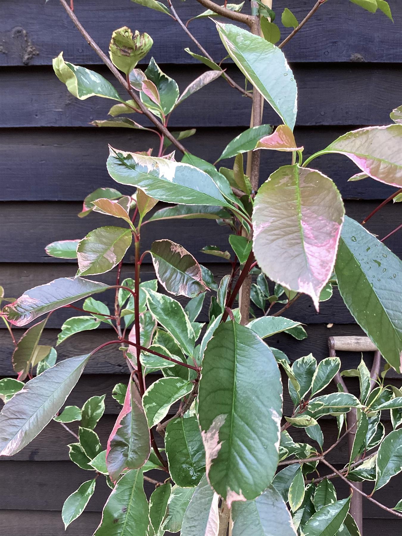 Photinia Fraseri  Louise - 150-180cm - 10lt