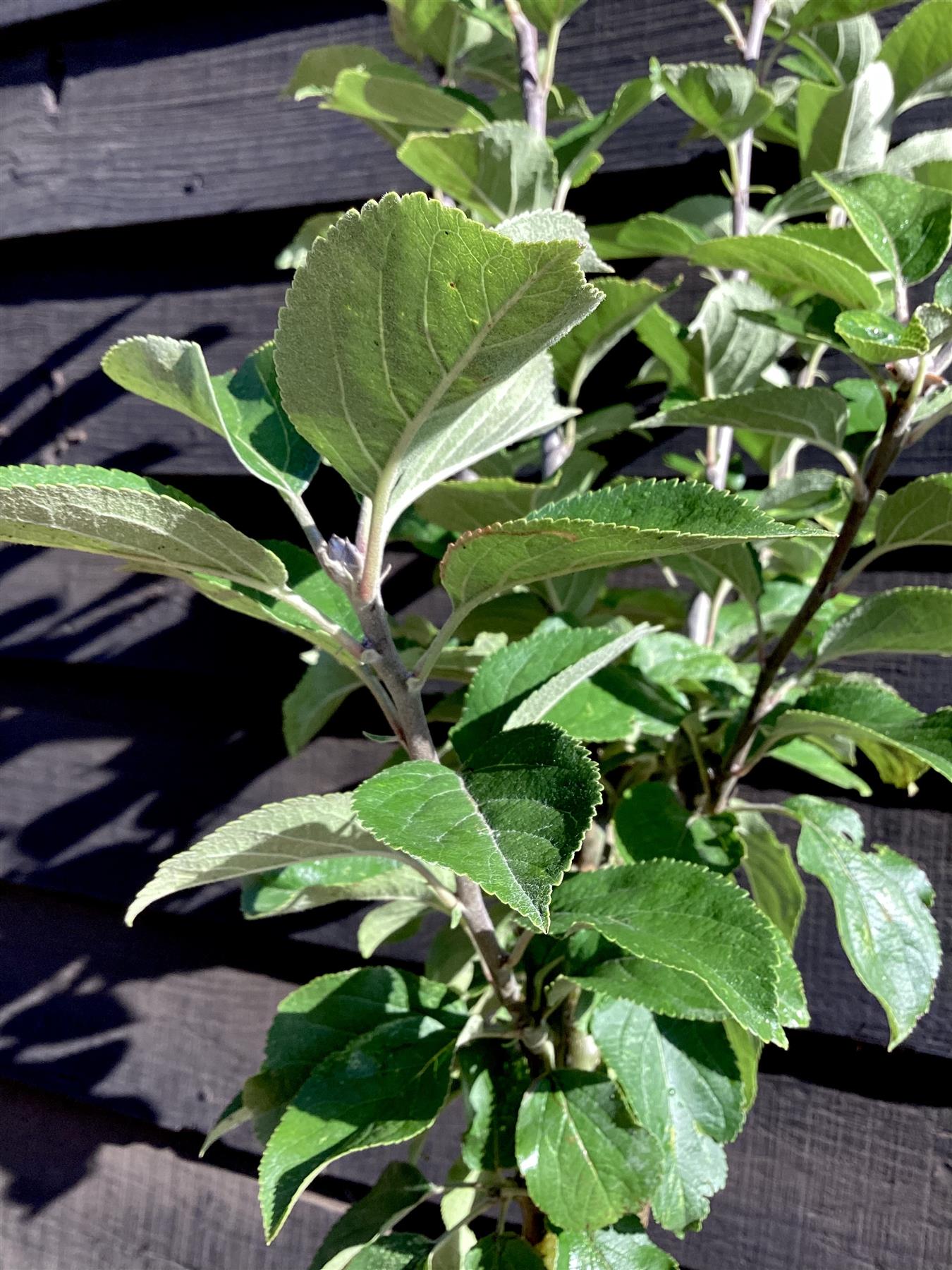 Apple tree 'King of the Pippins' | Malus Domestica - 150-180cm, 10lt