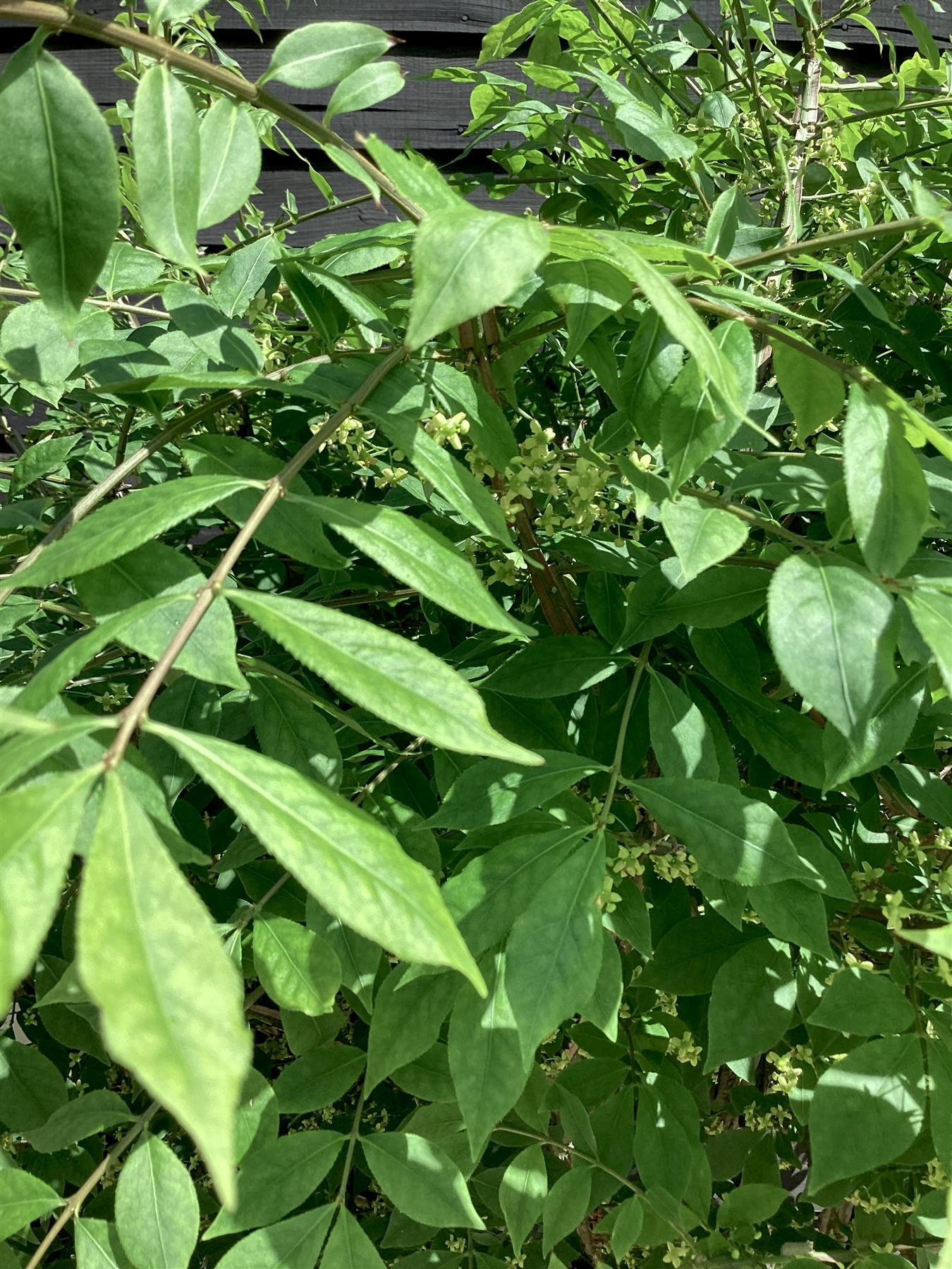 Euonymus alatus | Winged Spindle Tree - 100-125cm, 70lt