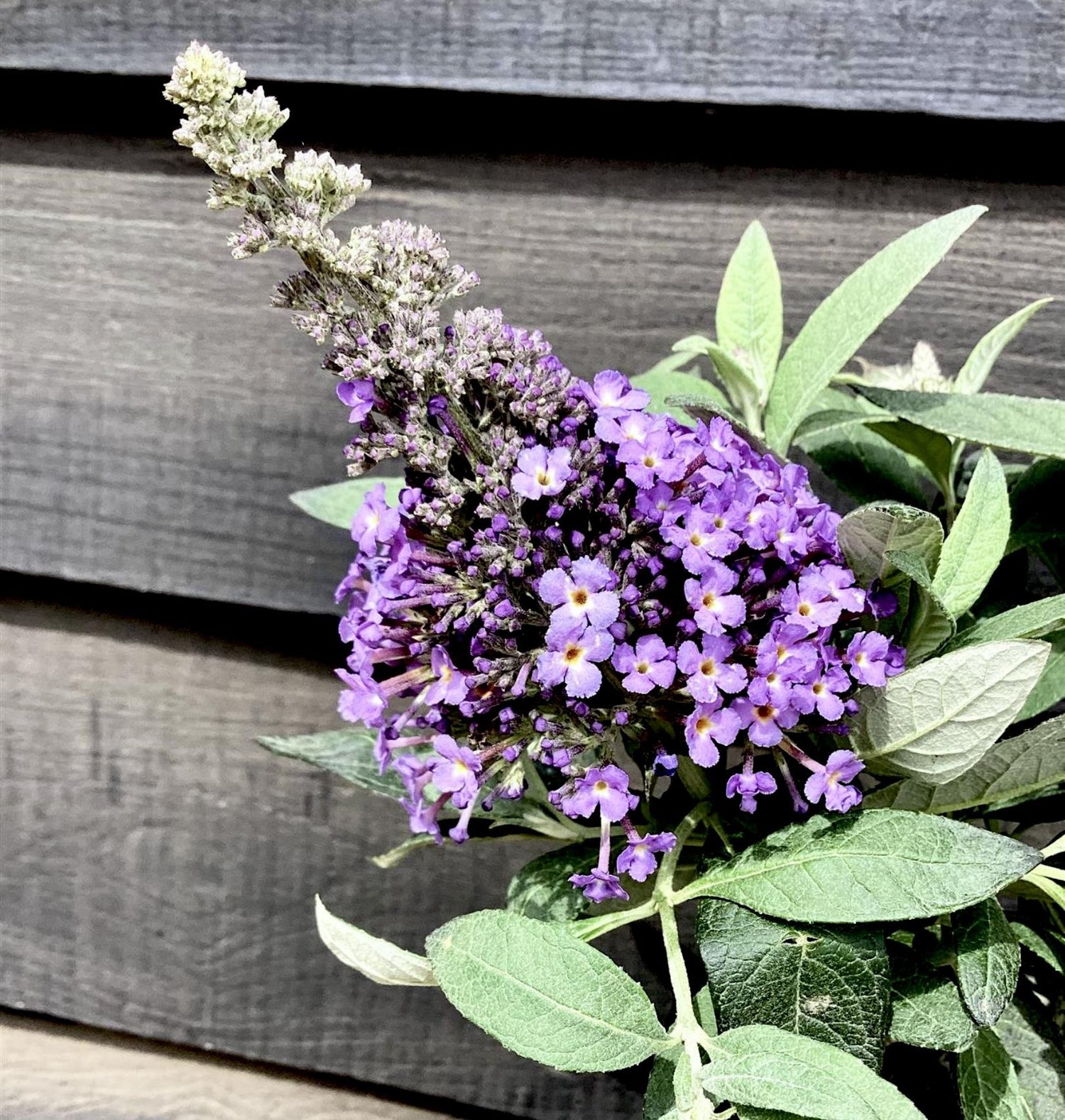 Buddleja 'Butterfly Candy Lila Sweetheart' | Butterfly Candy Lila Sweetheart  Height 10-20cm - 4lt