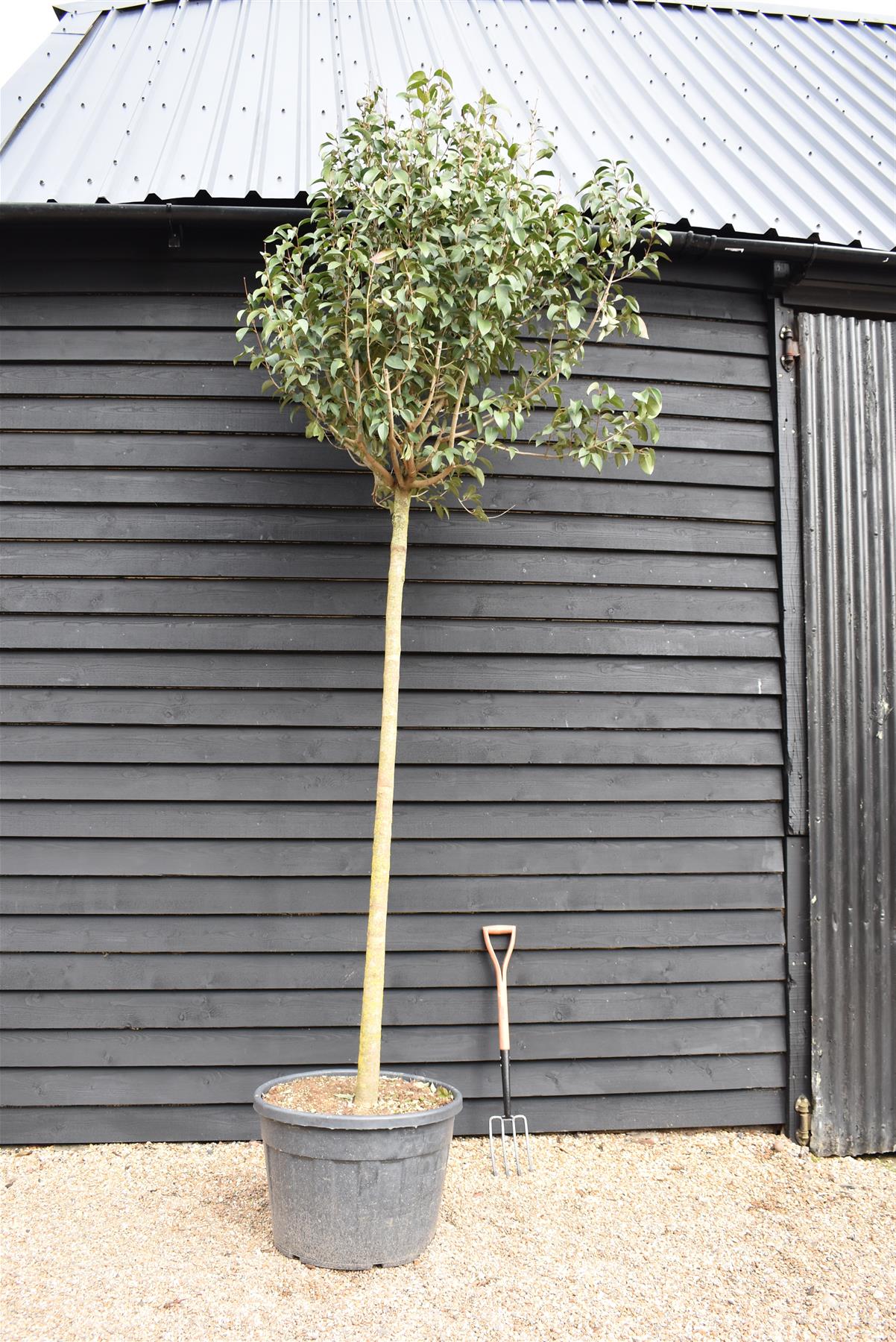 Ligustrum japonicum Standard -  Girth 16-18cm - 340-360cm - 55-90lt