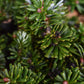 Abies koreana 'Brilliant' | Korean fir 'Brilliant' - Height 20cm - Width 35-40cm - 12lt