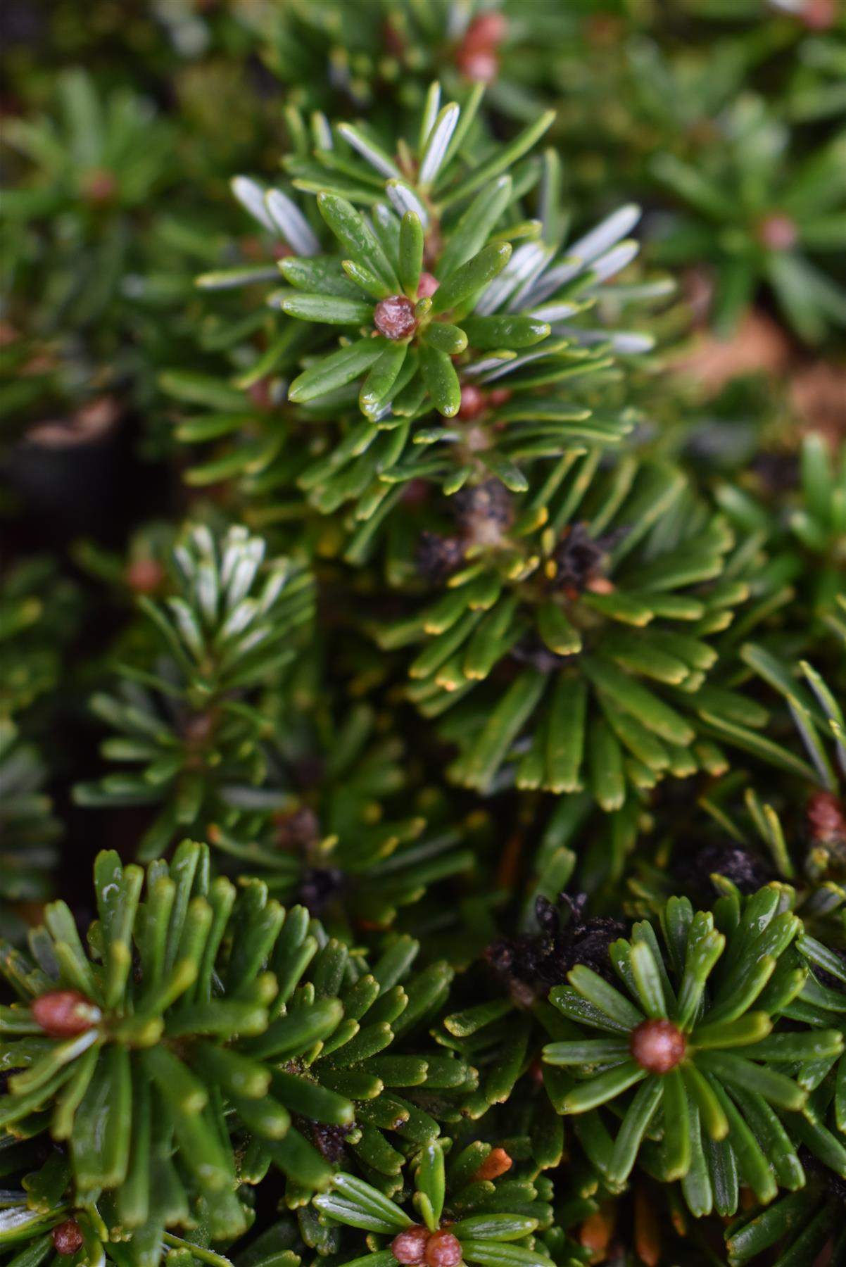 Abies koreana 'Brilliant' | Korean fir 'Brilliant' - Height 20cm - Width 35-40cm - 12lt