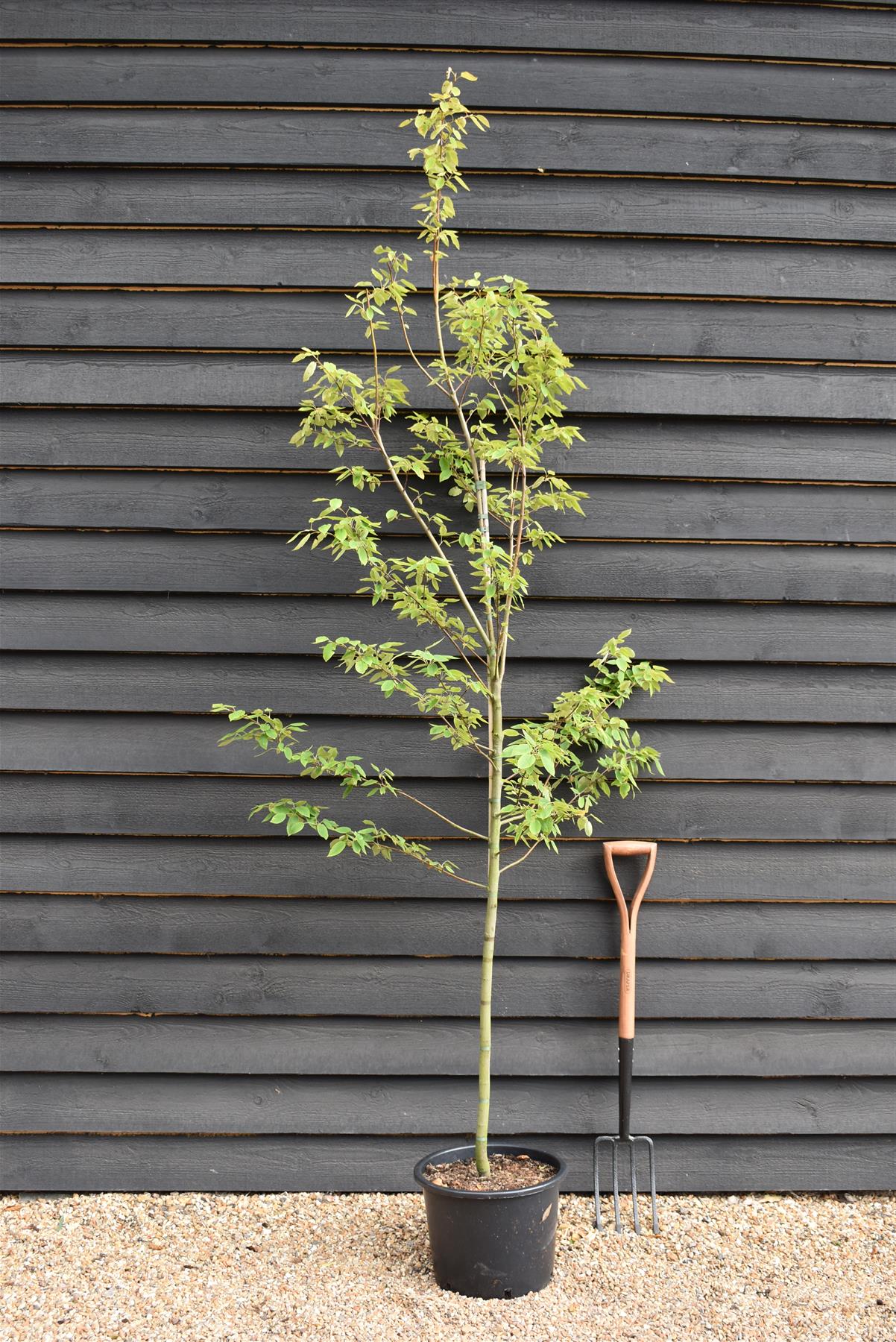 Amelanchier x grandiflora 'Robin Hill' - 220-250cm - 20lt