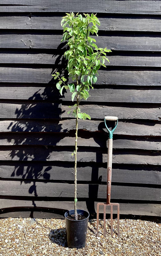 Pear tree 'Conference' | Pyrus communis - Half Standard- Height 160-180cm - 20lt