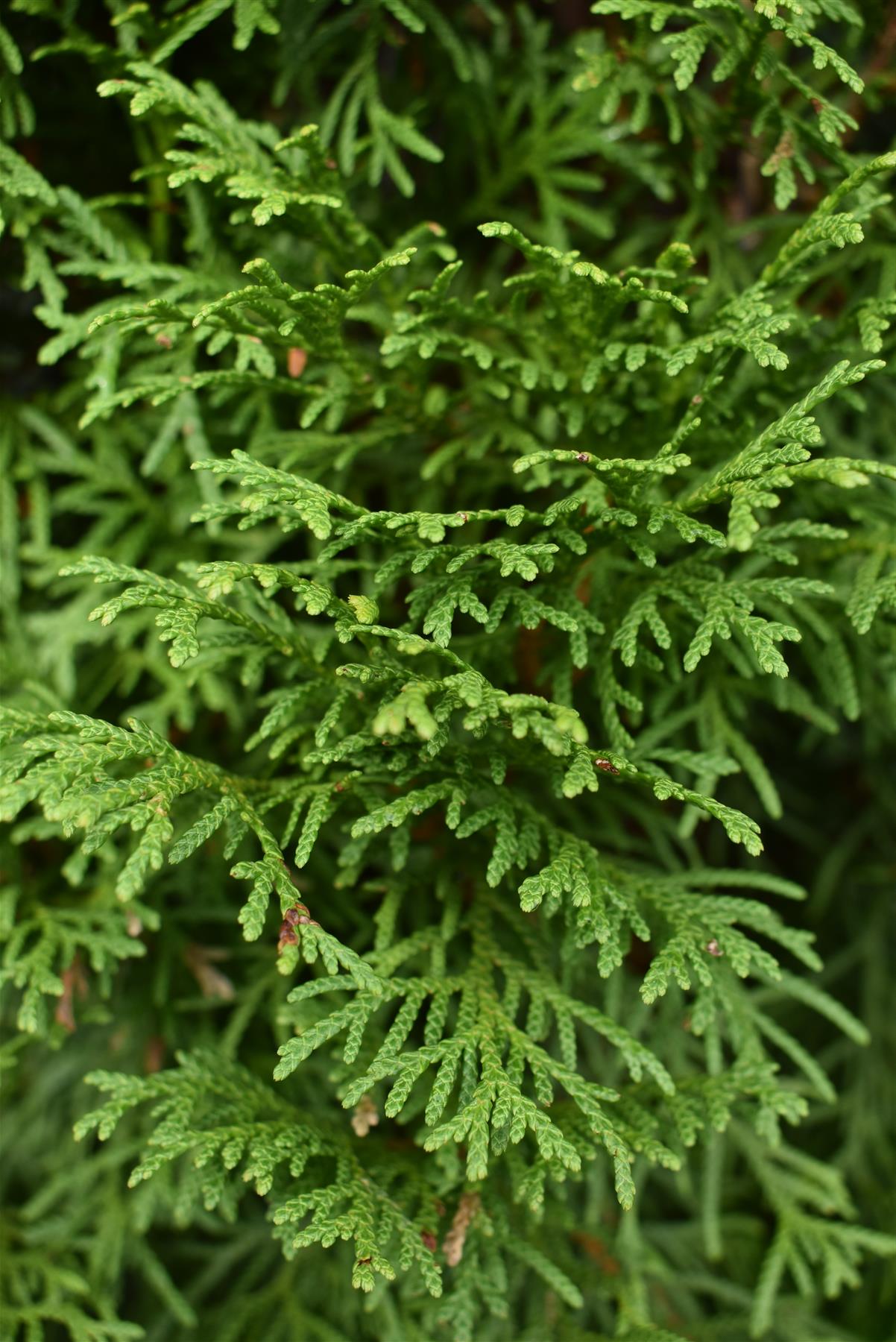 Thuja occidentalis 'Smaragd' - 200-220cm - 35lt