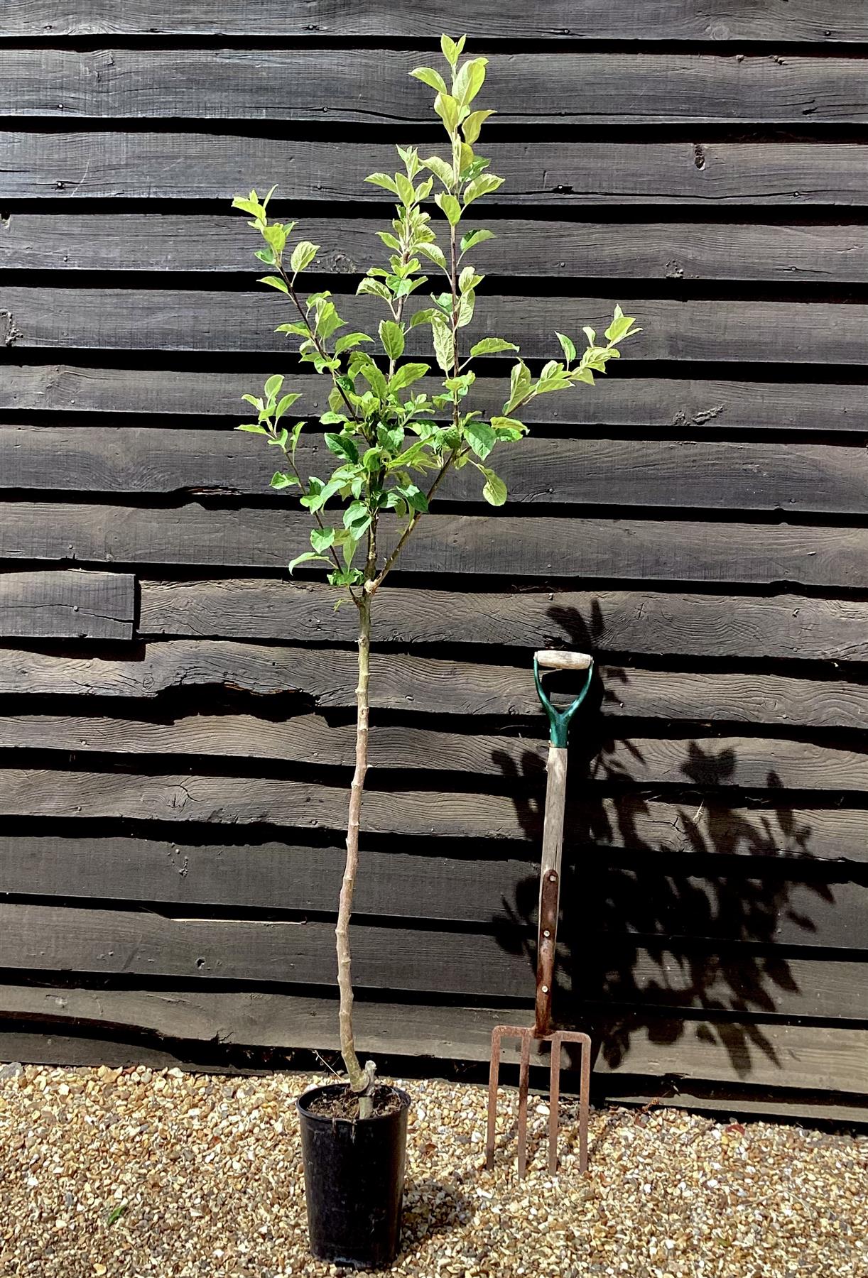 Apple tree 'Belle de Boskoop' | Malus Domestica  - 150-180cm - 10lt