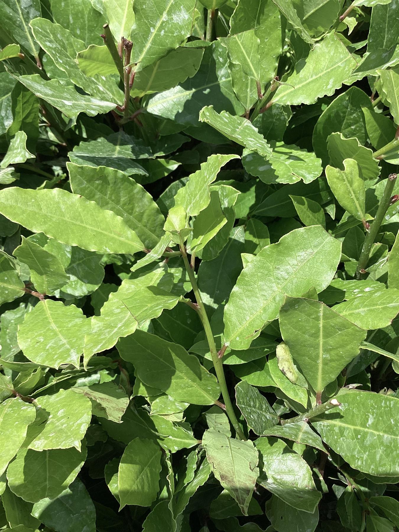 Laurus nobilis | Bay Tree - Ball - Height 100-110cm - Width 100cm - 90lt