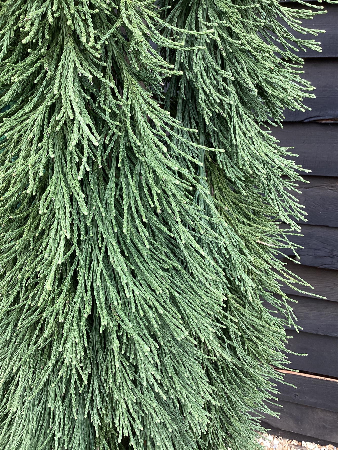 Sequoiadendron giganteum pendulum | Giant redwood 'Pendulum' - Height 175cm - Width 150-175cm - 90lt