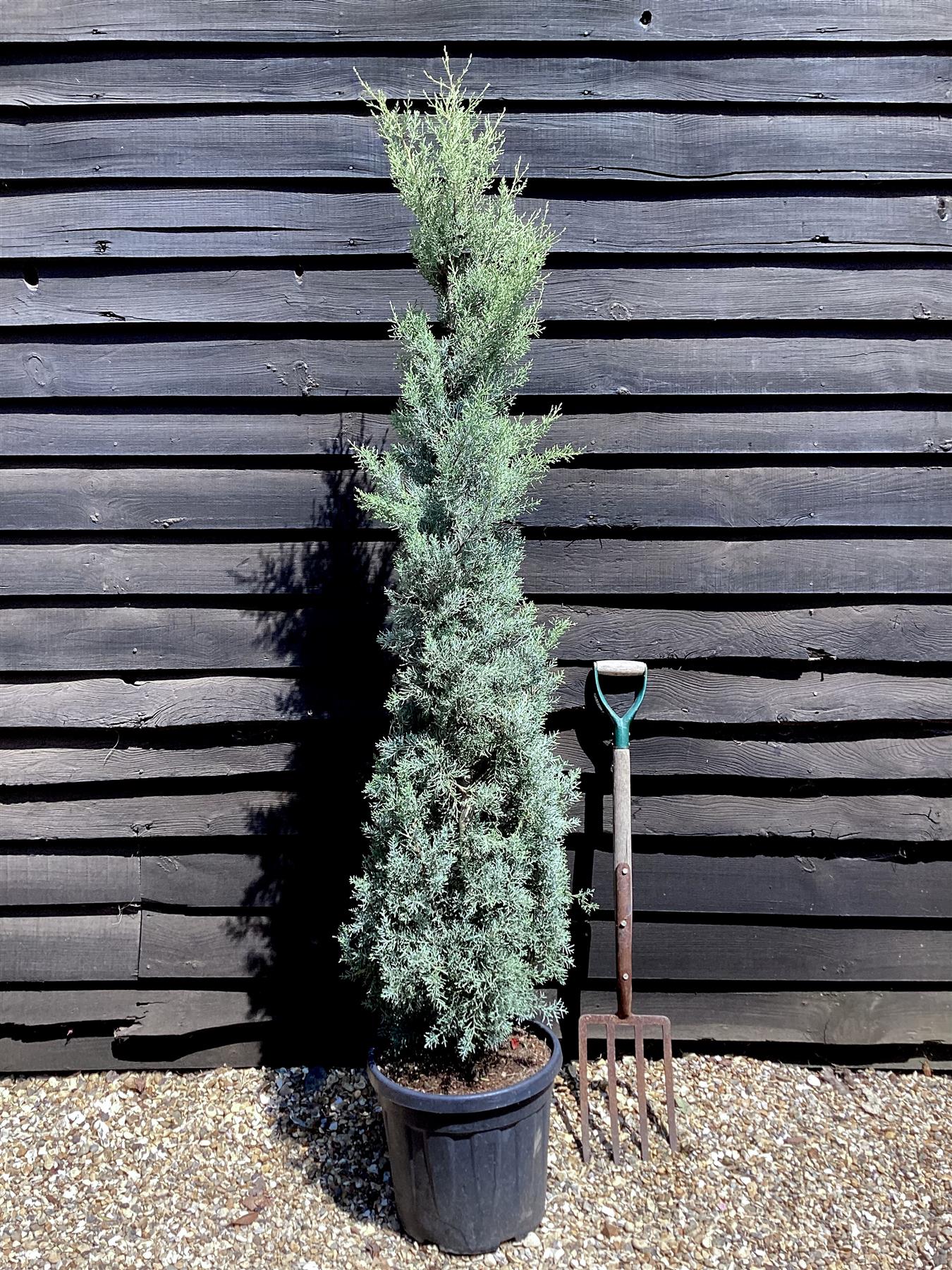 Cupressus arizonica var. glabra 'Glauca' | Arizona cypress 'Glauca' - 150-160cm, 20lt